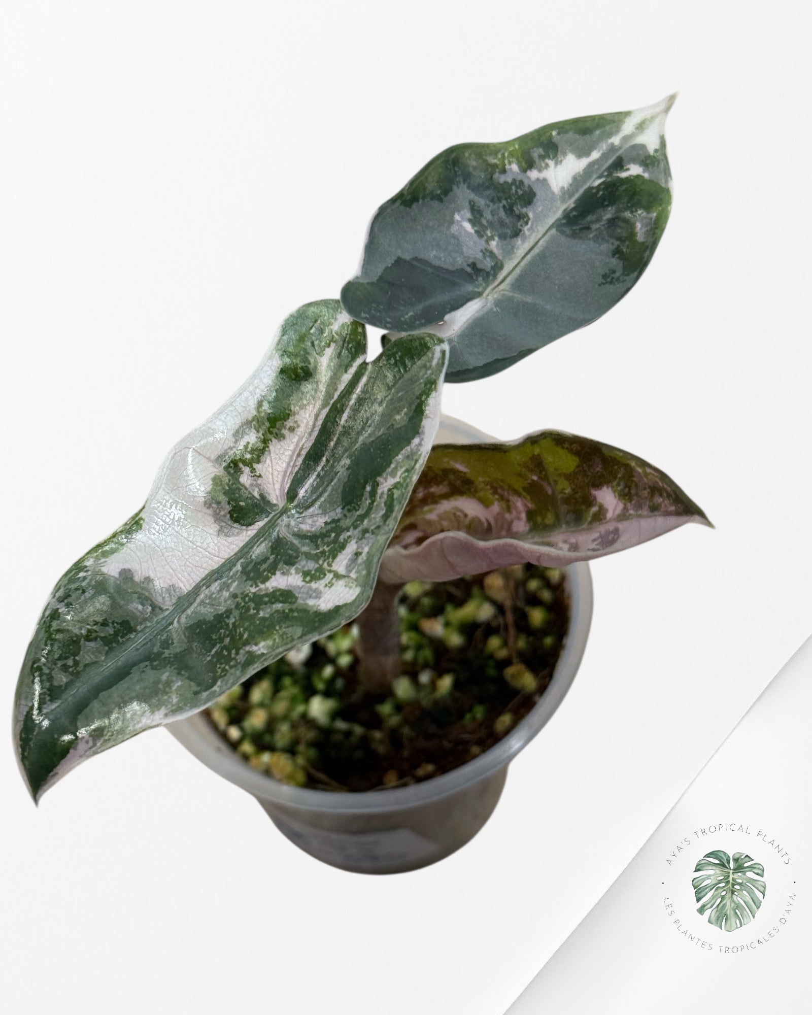 Alocasia Pseudo Sanderiana Albo/Pink - 333