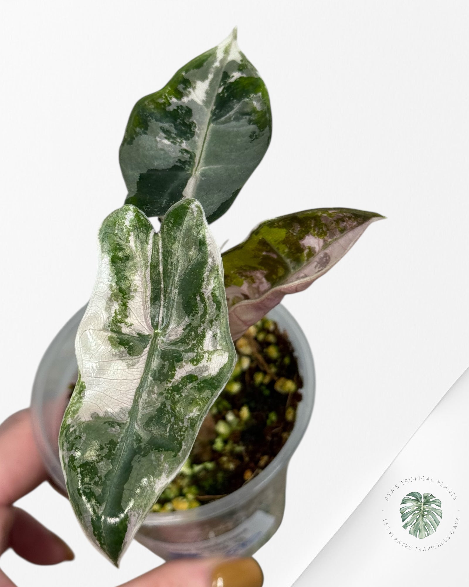 Alocasia Pseudo Sanderiana Albo/Pink - 333