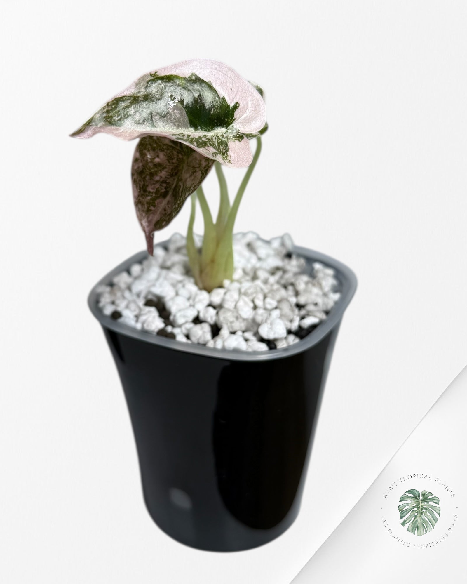 Alocasia Cuprea Albo Pink Variegated| Rare TC Plant | Aya's Tropical Plants