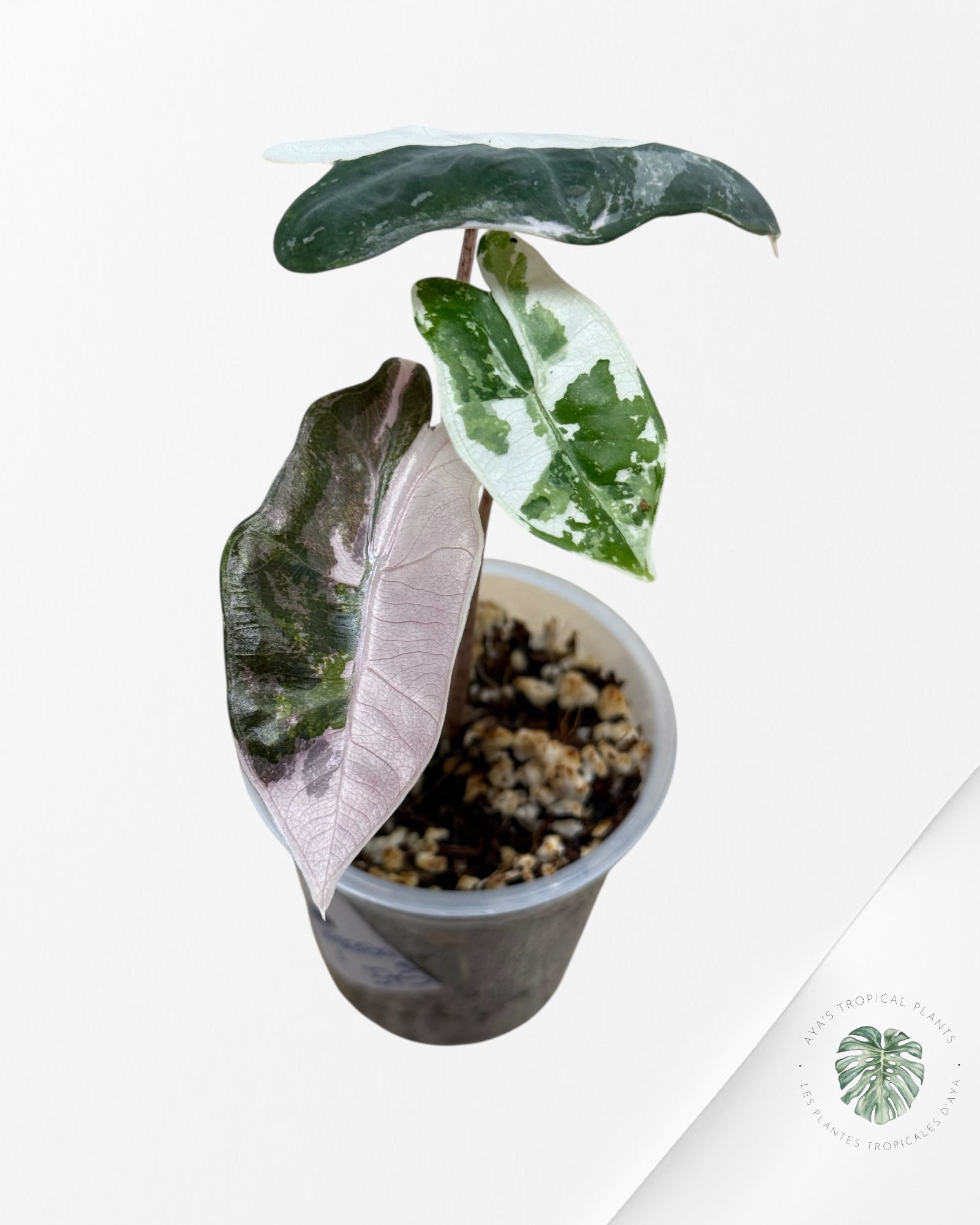 Alocasia Pseudo Sanderiana Albo/Pink - 49
