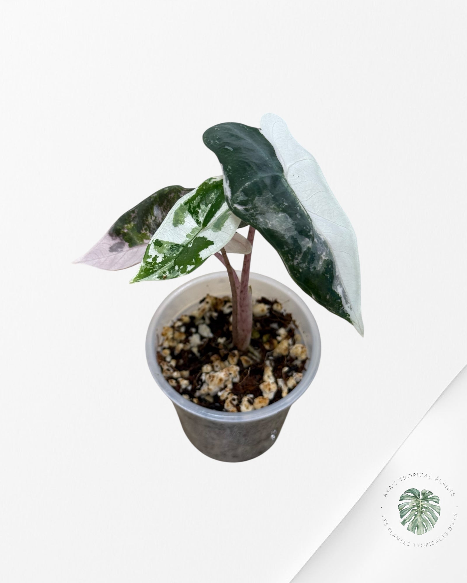 Alocasia Pseudo Sanderiana Albo/Pink - 49