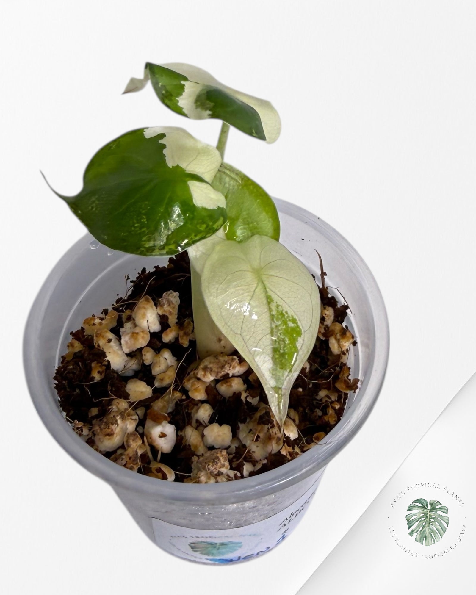 Alocasia Wentii Albo Pink Variegated| Rare TC Plant| Aya's  Tropical Plants