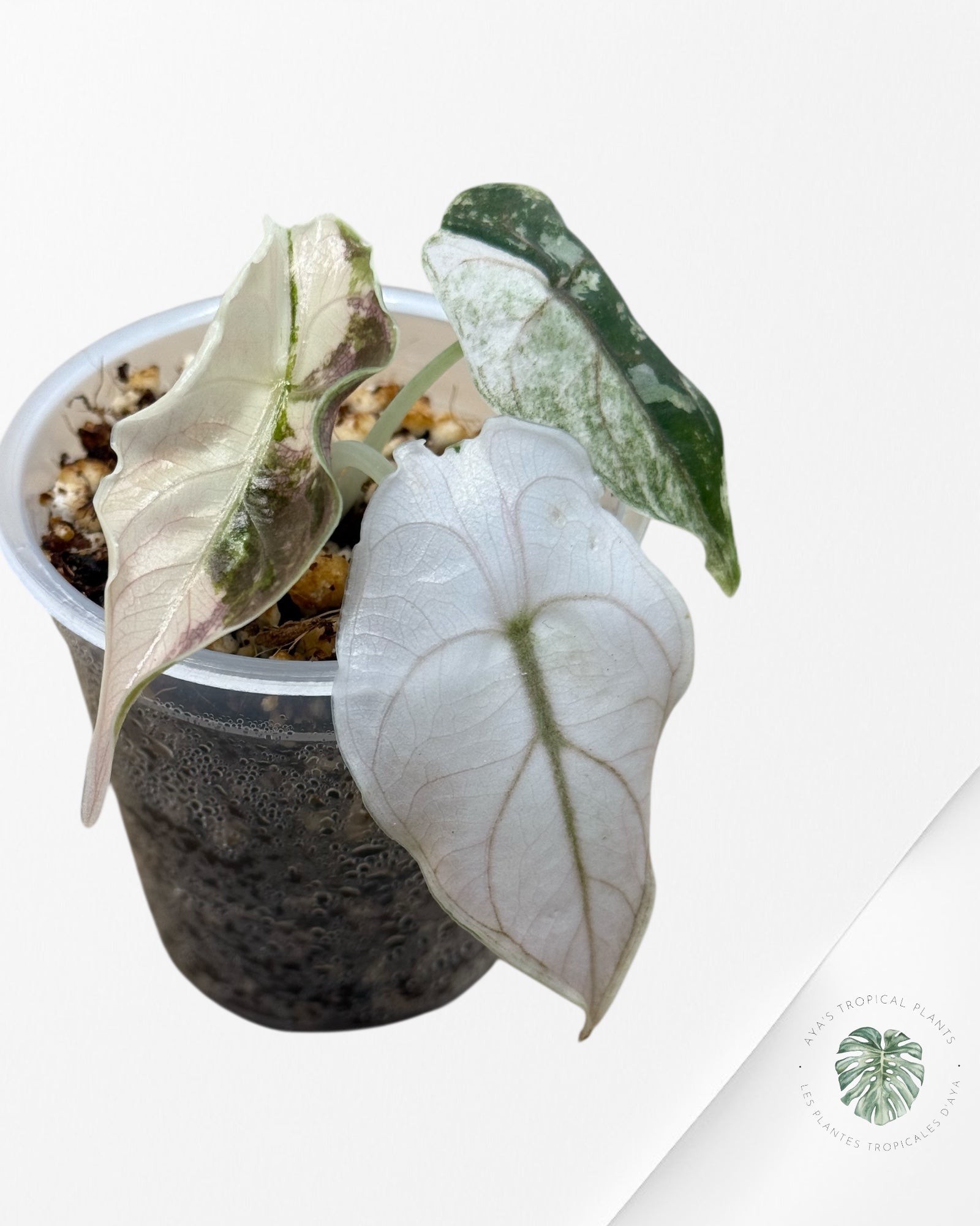 Alocasia Azlanii Pink Variegated - 03