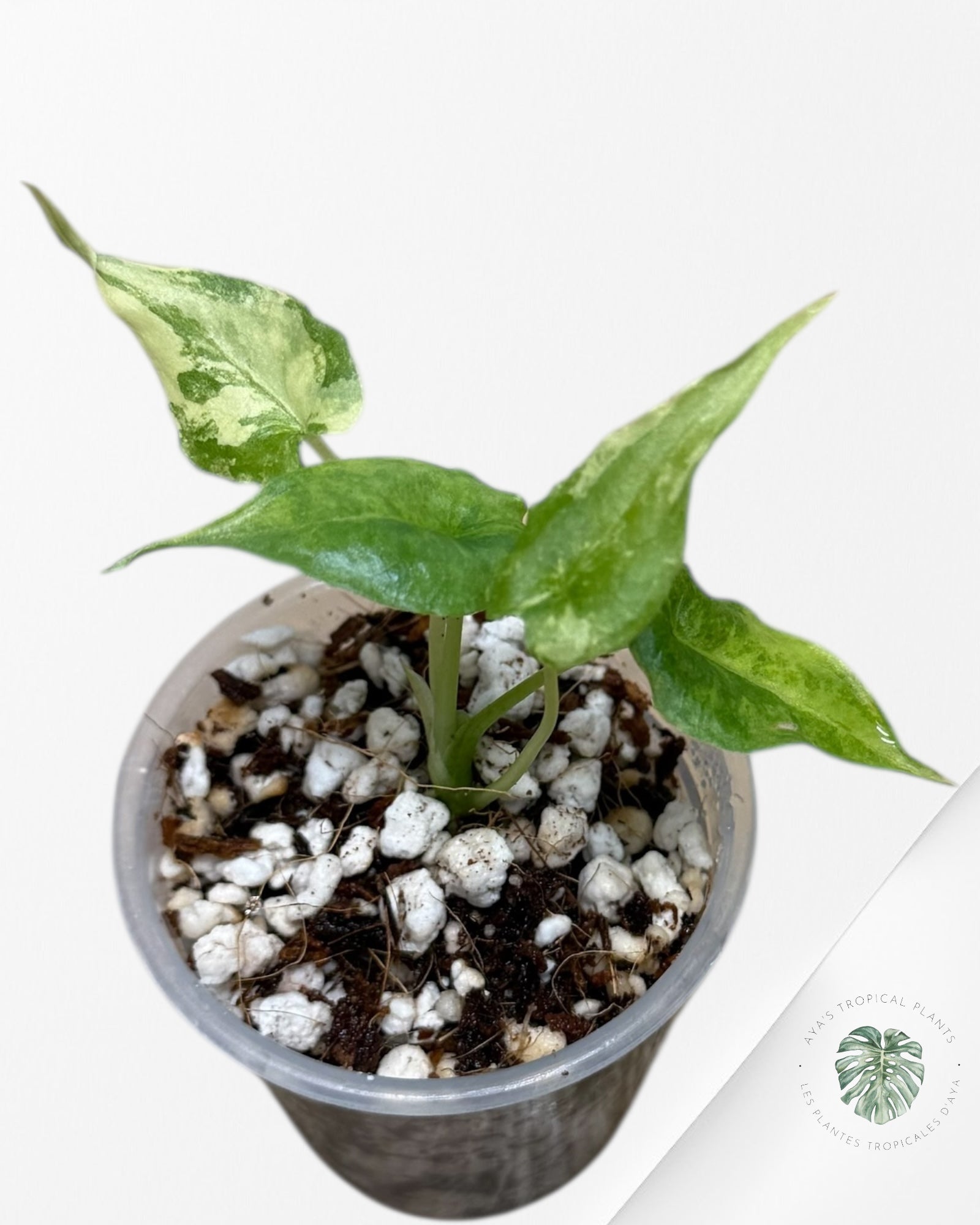 Alocasia heterophylla "Dragons Breath" Aurea variegated