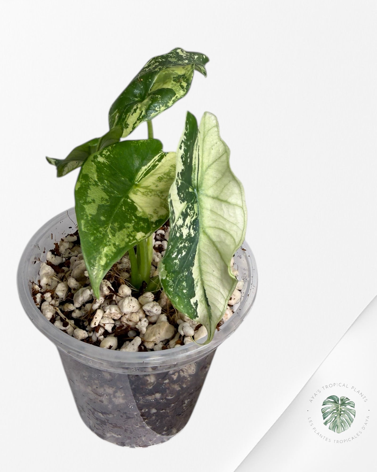 Alocasia Simpo Albo Variegated| Rare TC Plant | Aya's Tropical Plants
