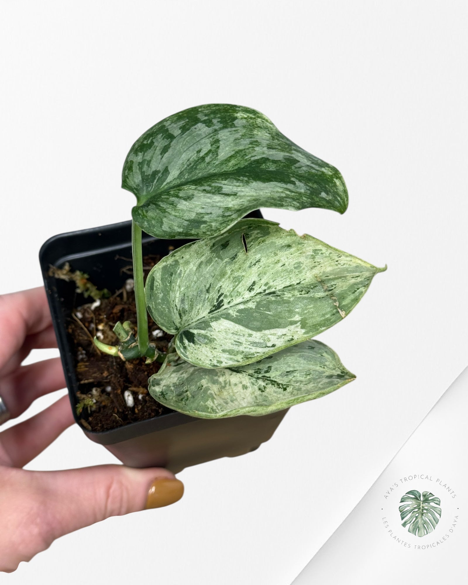 Scindapsus peasun - F2
