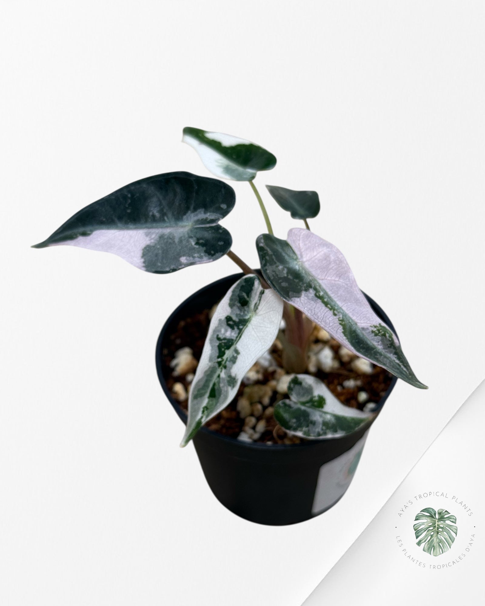 Alocasia Bambino Variegated (pink) - p15