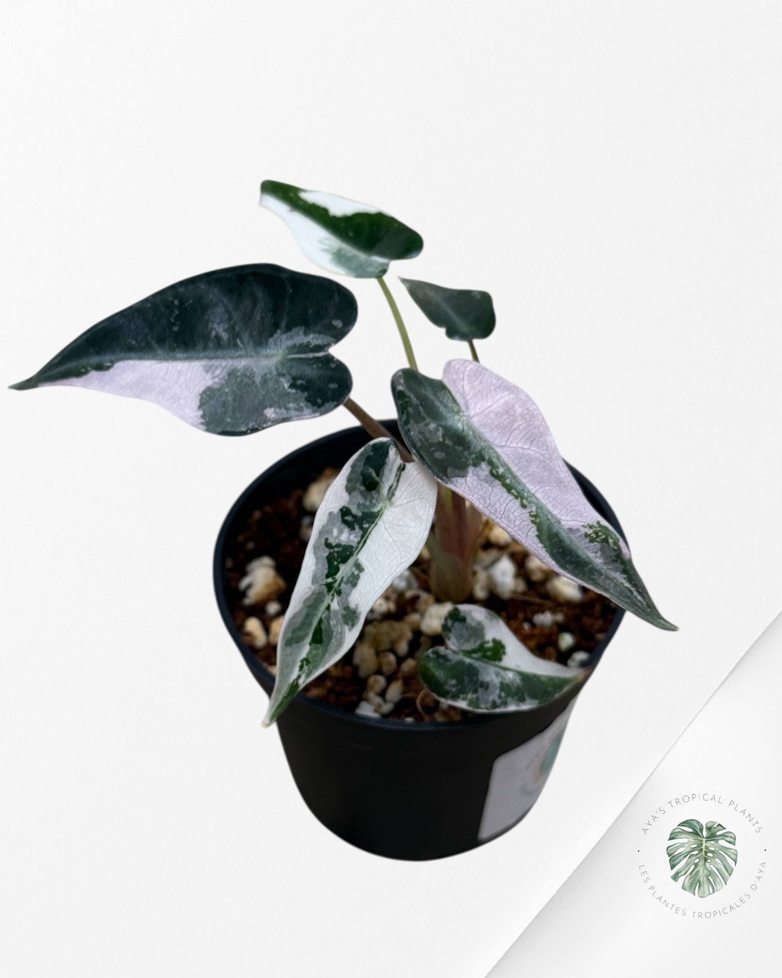 Alocasia Bambino Variegated (pink) - p15