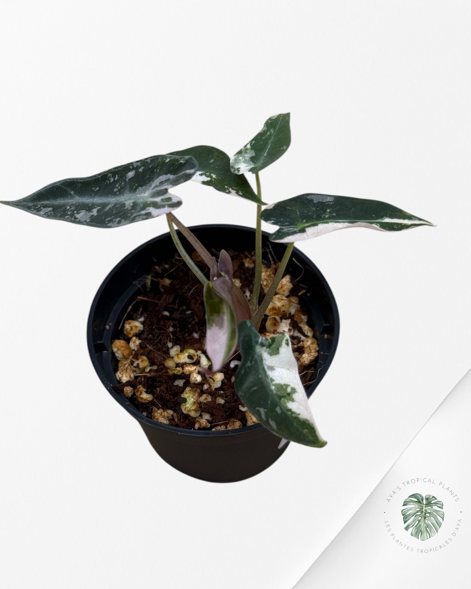 Alocasia Bambino Variegated (pink) - 4