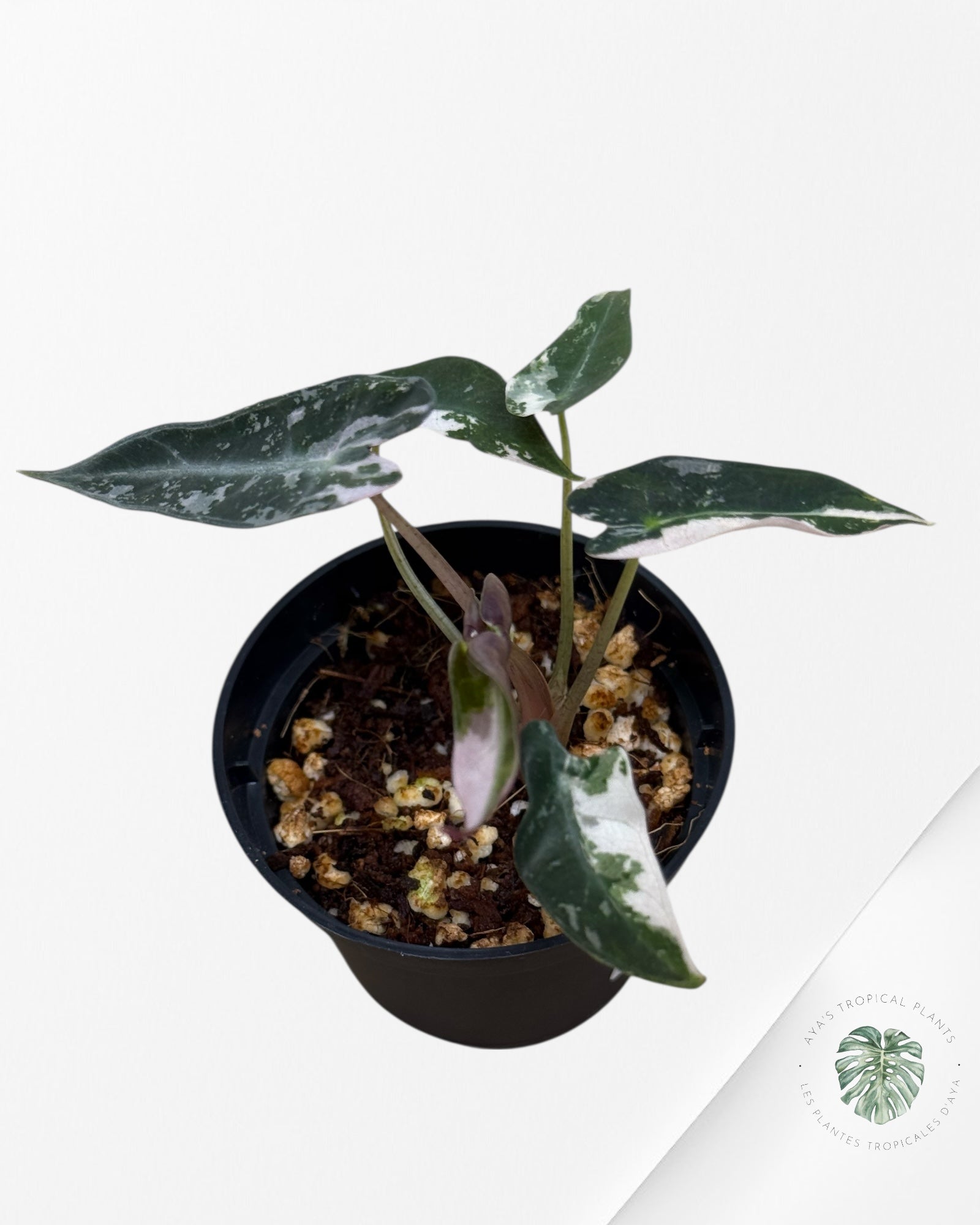 Alocasia Bambino Variegated (pink) - 4