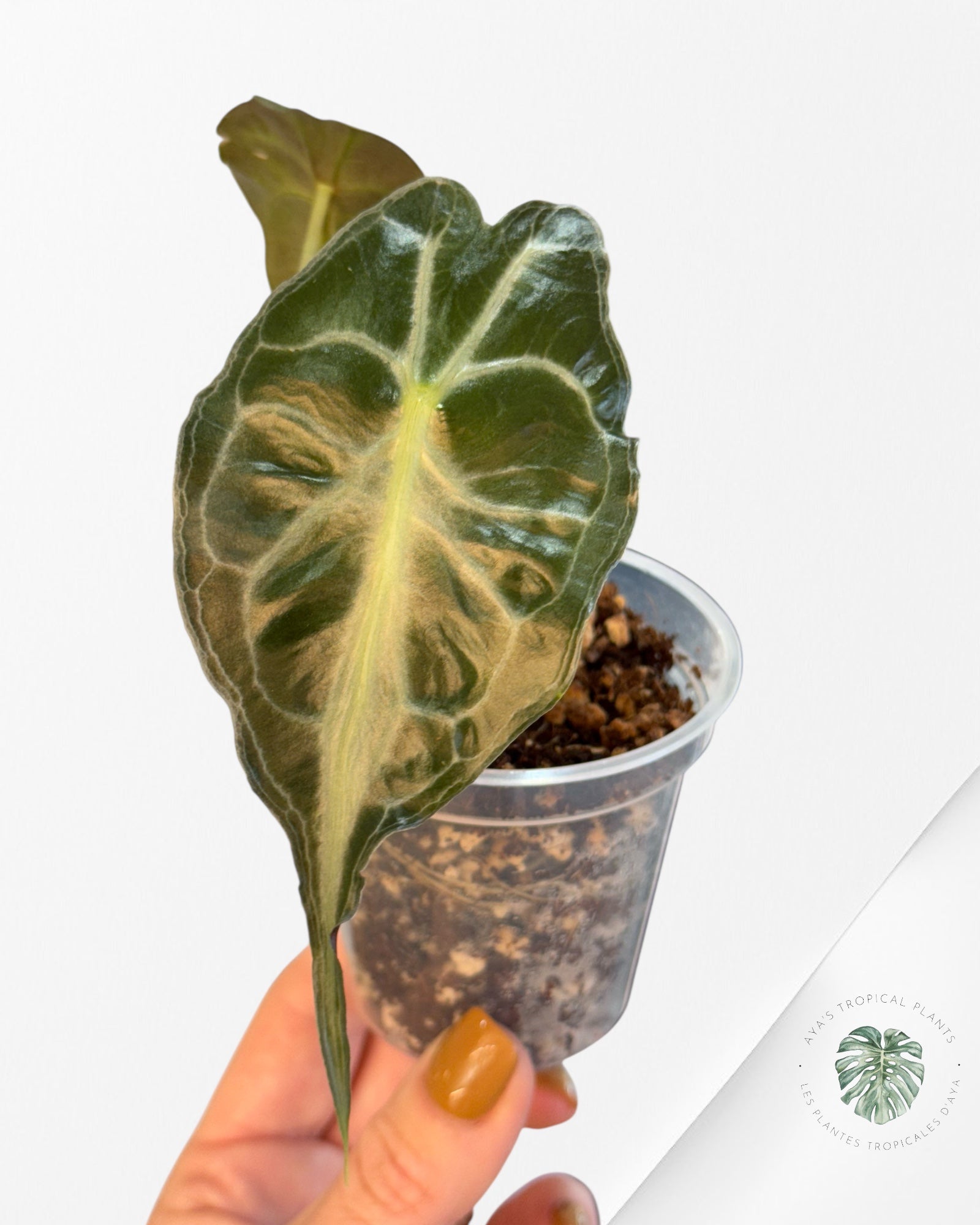 Alocasia Venom-41