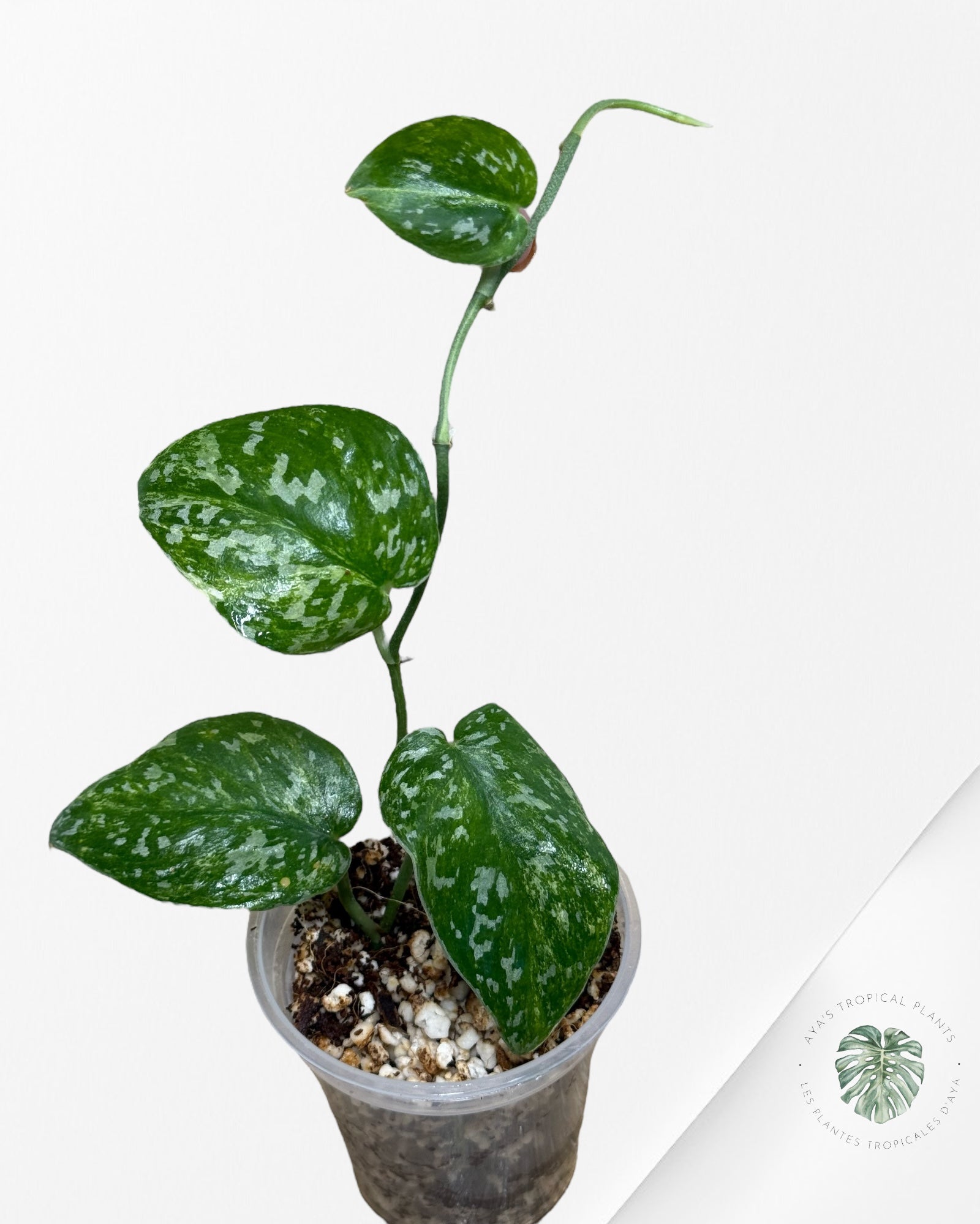Scindapsus Argyrus Fantaisie -613