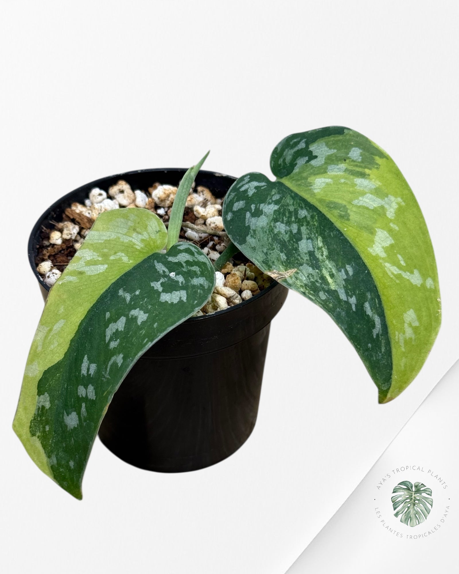 Scindapsus Argyrus Fantaisie -617