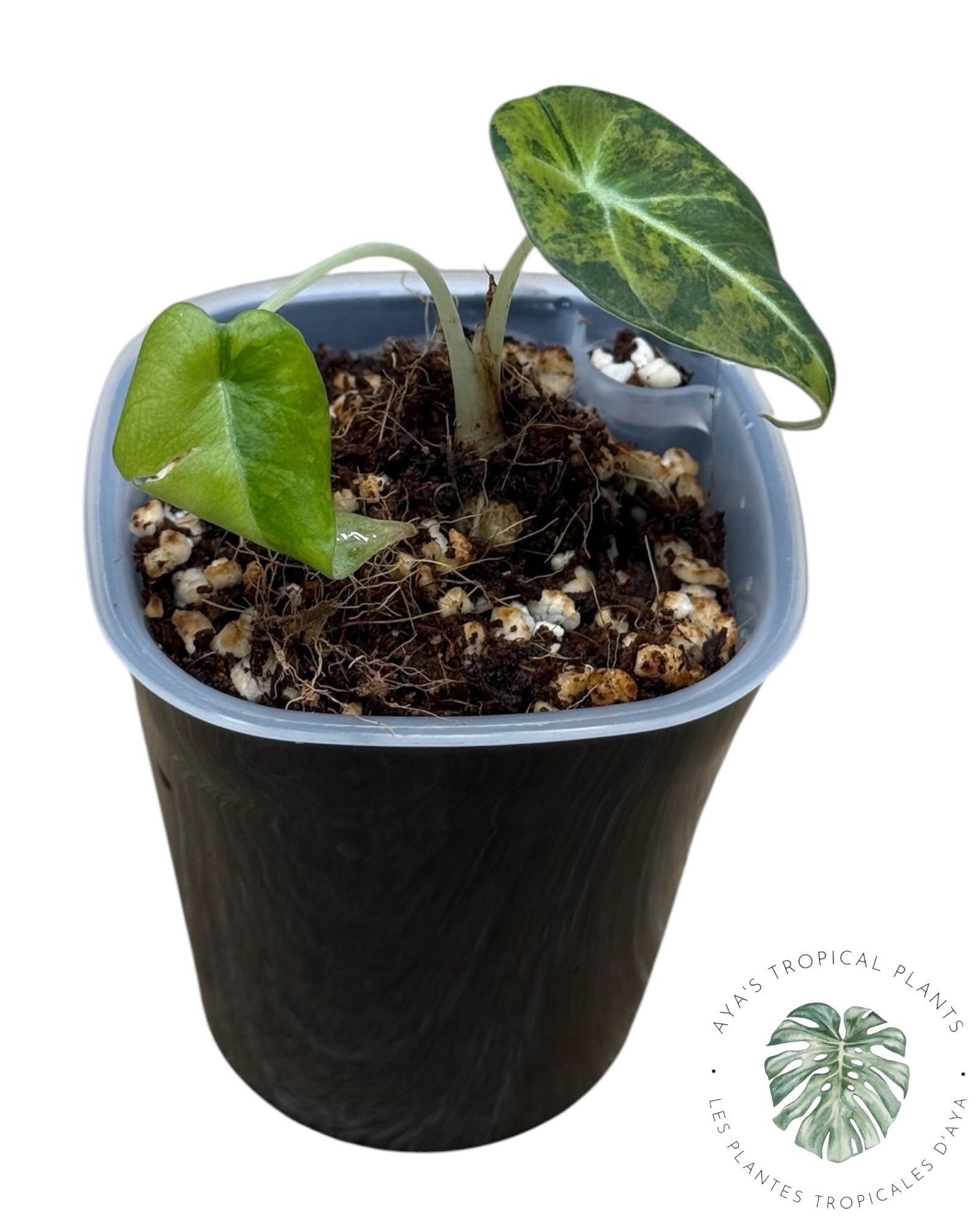 Alocasia Black Velvet Aurea Variegated