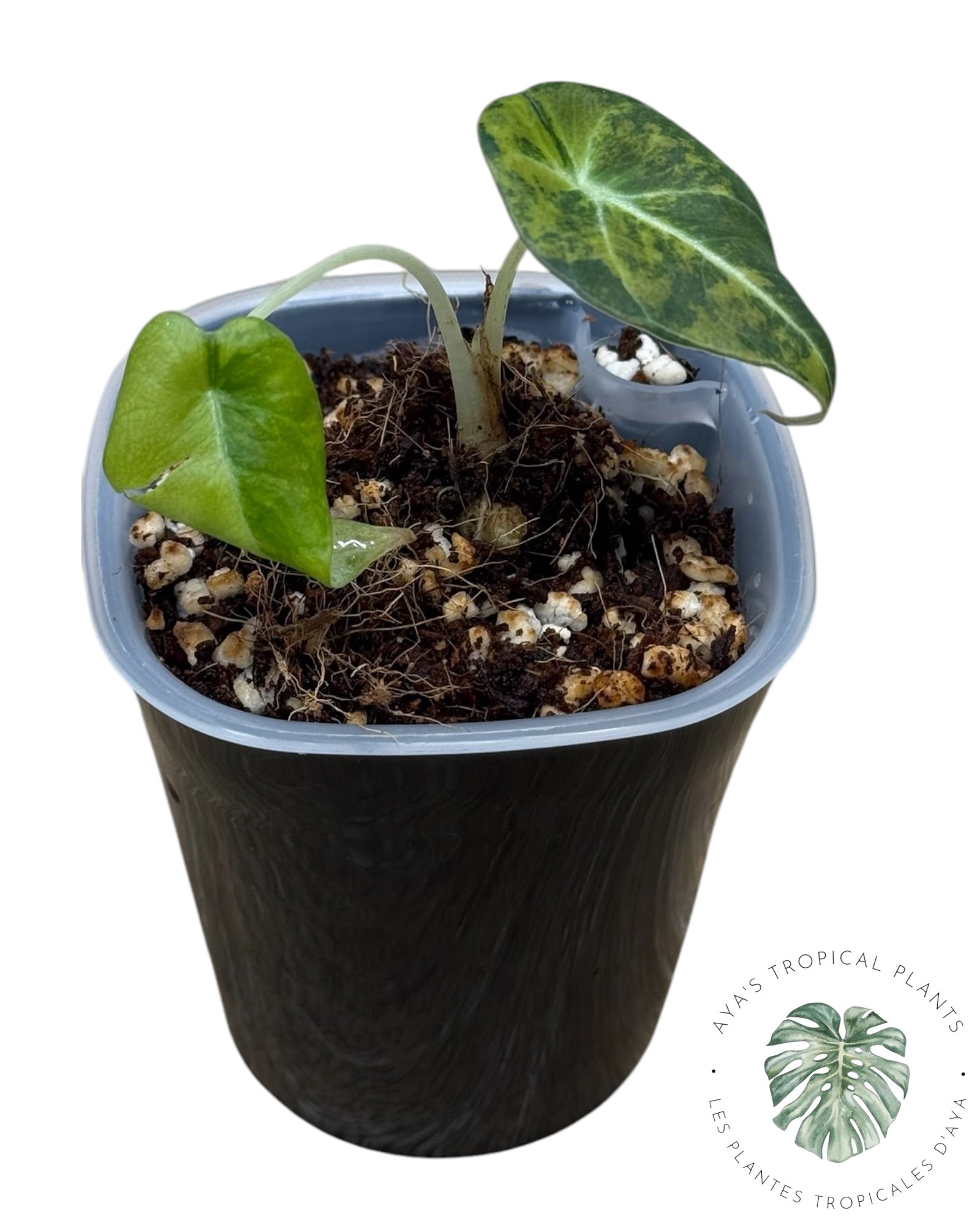 Alocasia Black Velvet Aurea Variegated