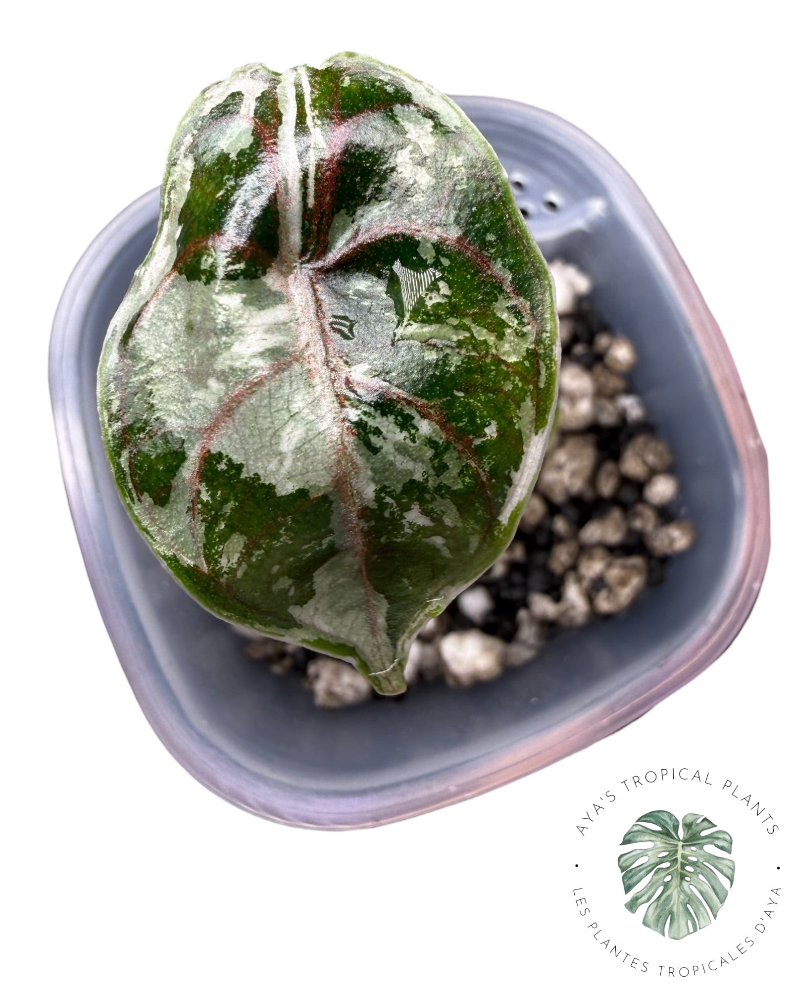 Alocasia Azlanii Pink