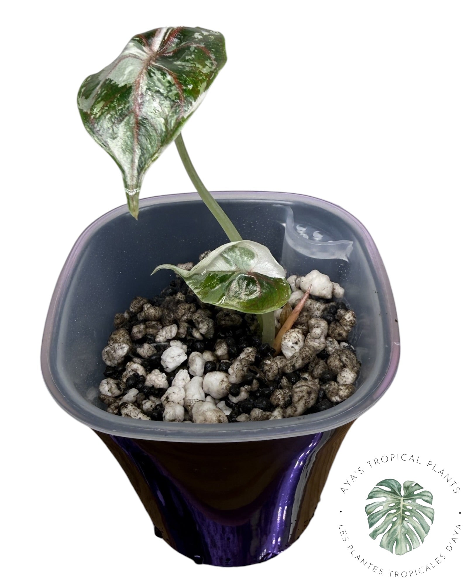 Alocasia Azlanii Pink