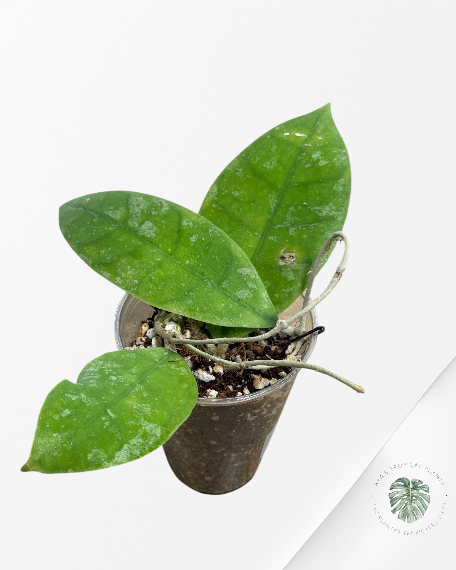 Hoya finlaysonii splash (Big leaves) - F5