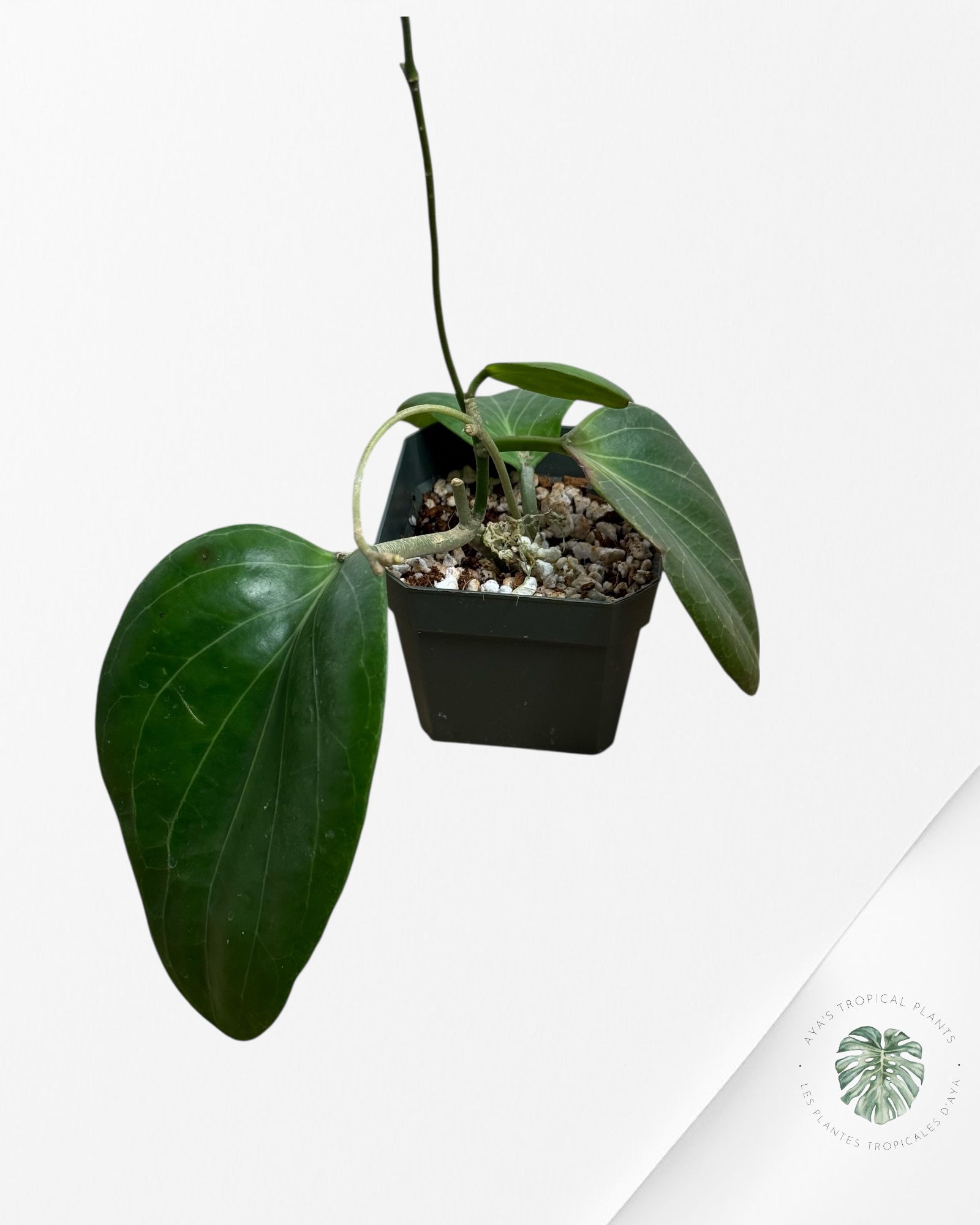 Hoya Cominsii - F1