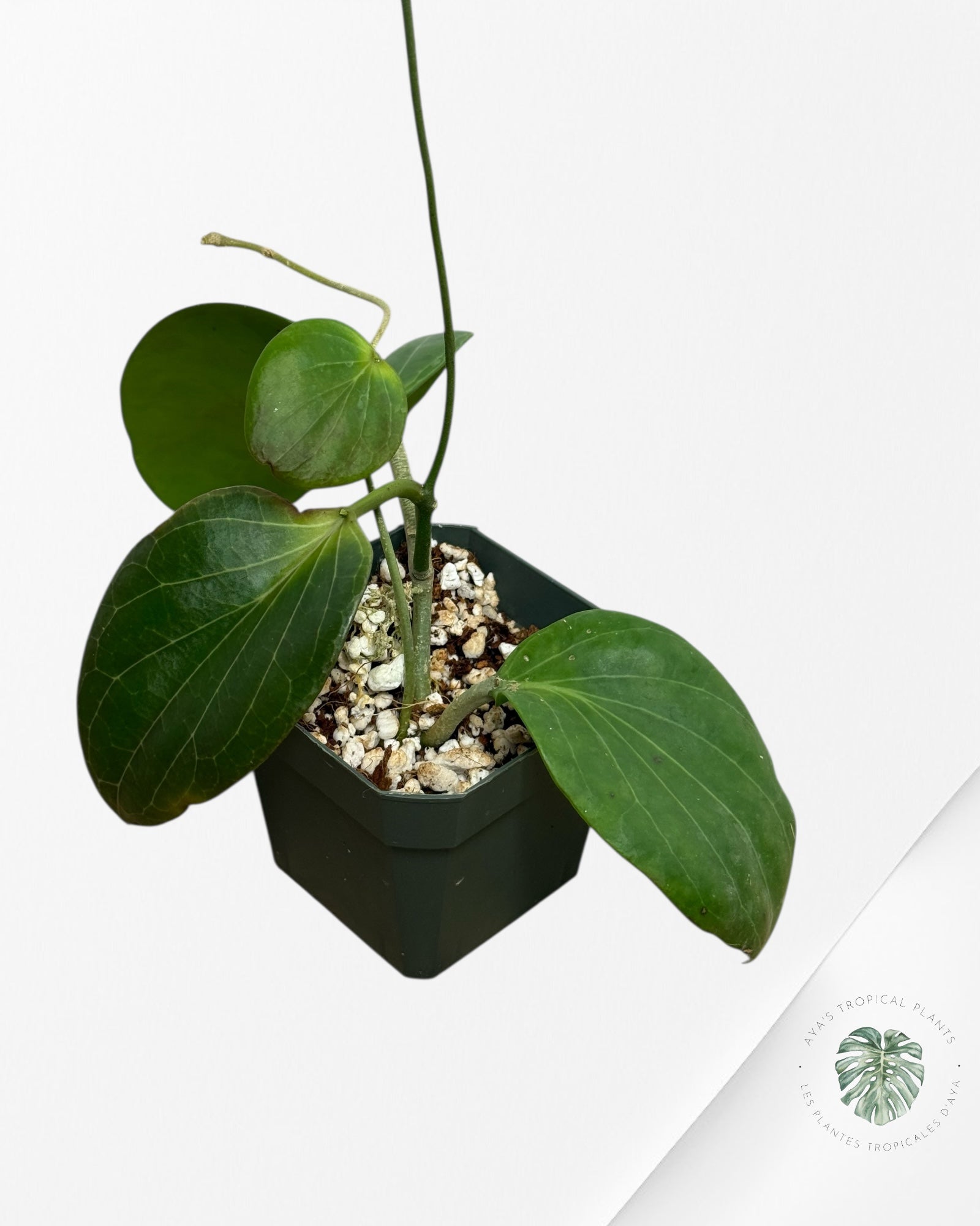 Hoya Cominsii - F1