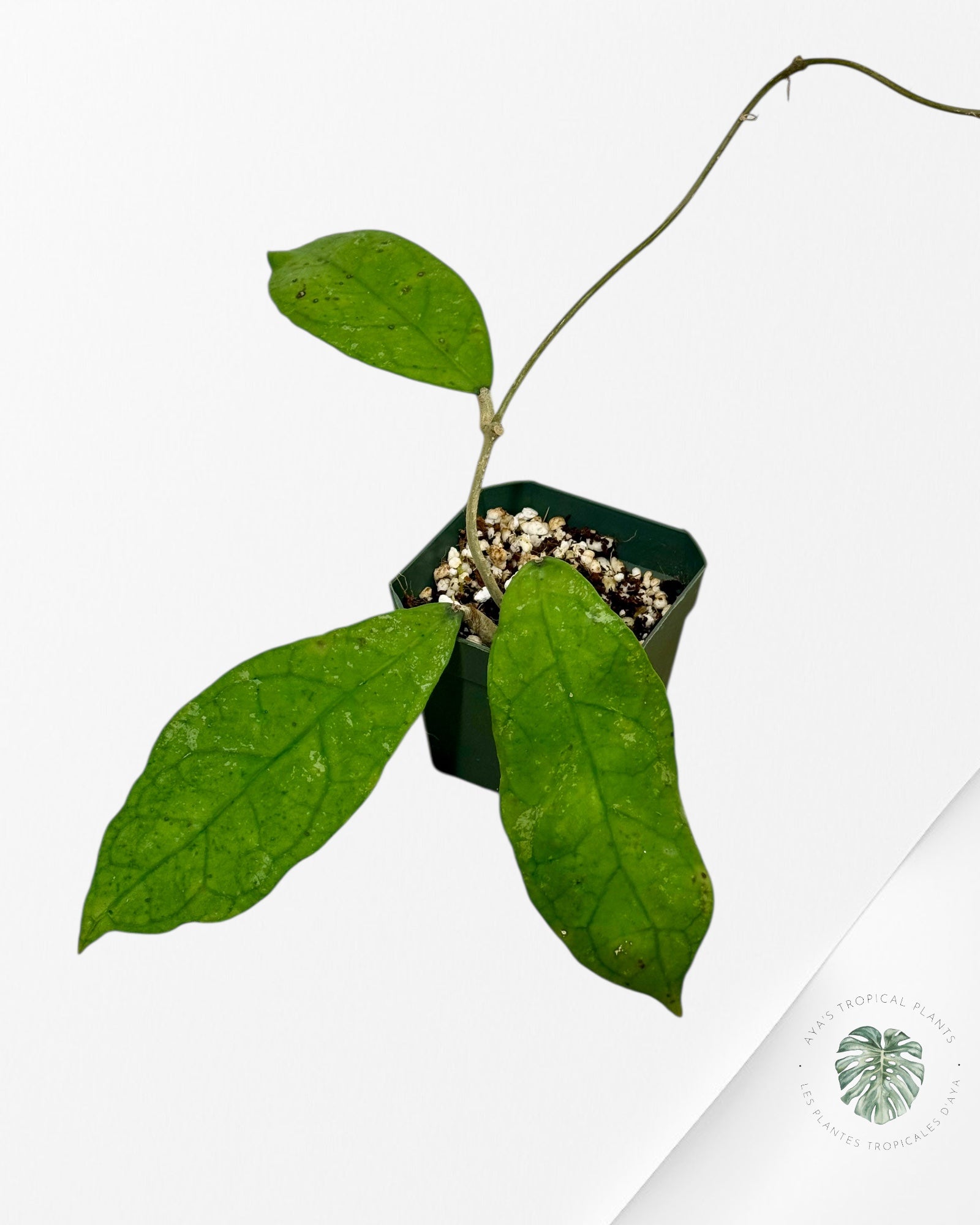 Hoya peninsularis (Hoya perak) - F5