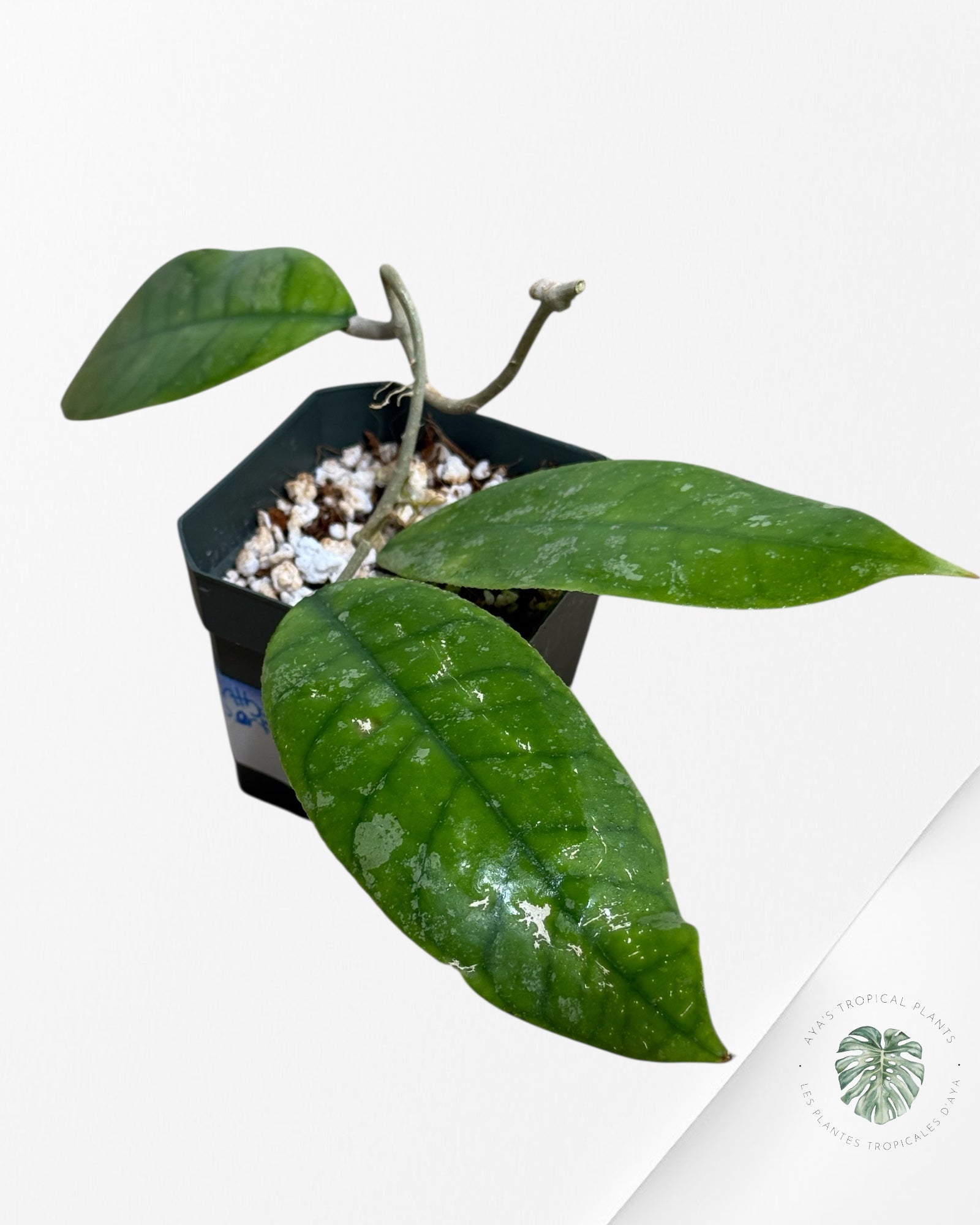 Hoya finlaysonii splash (Big leaves) - F6