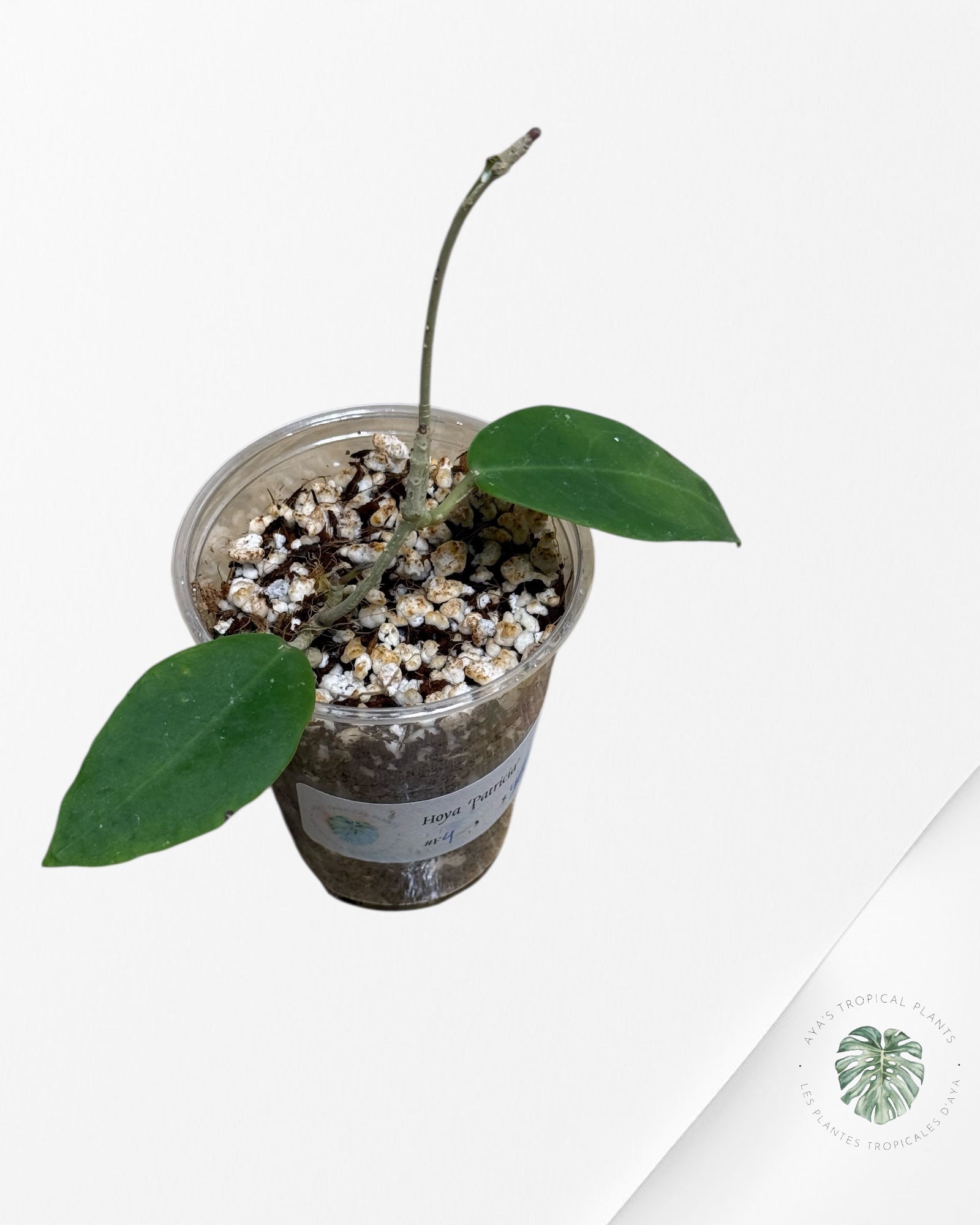 Hoya Patricia - F4