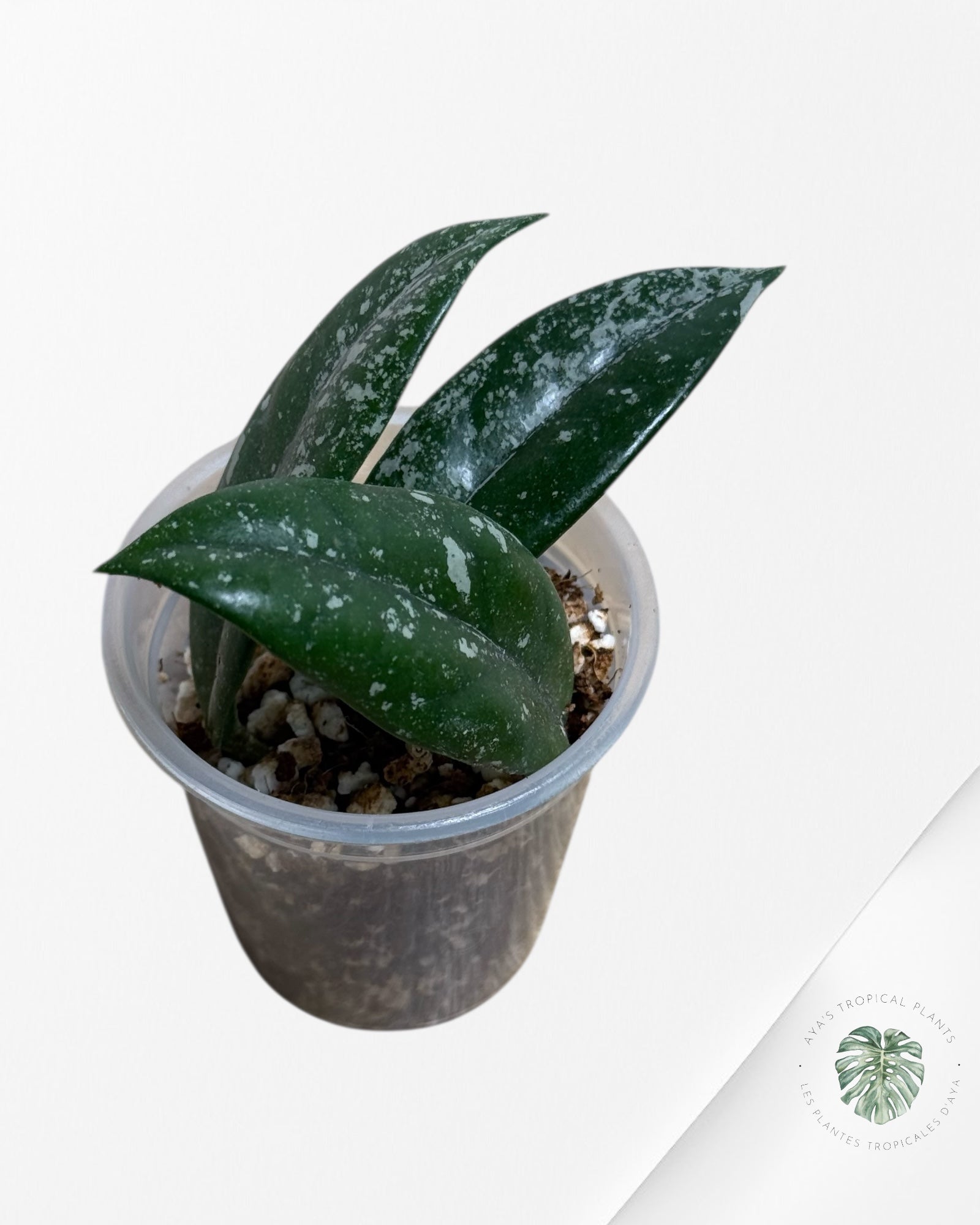 Hoya Wilbur -704