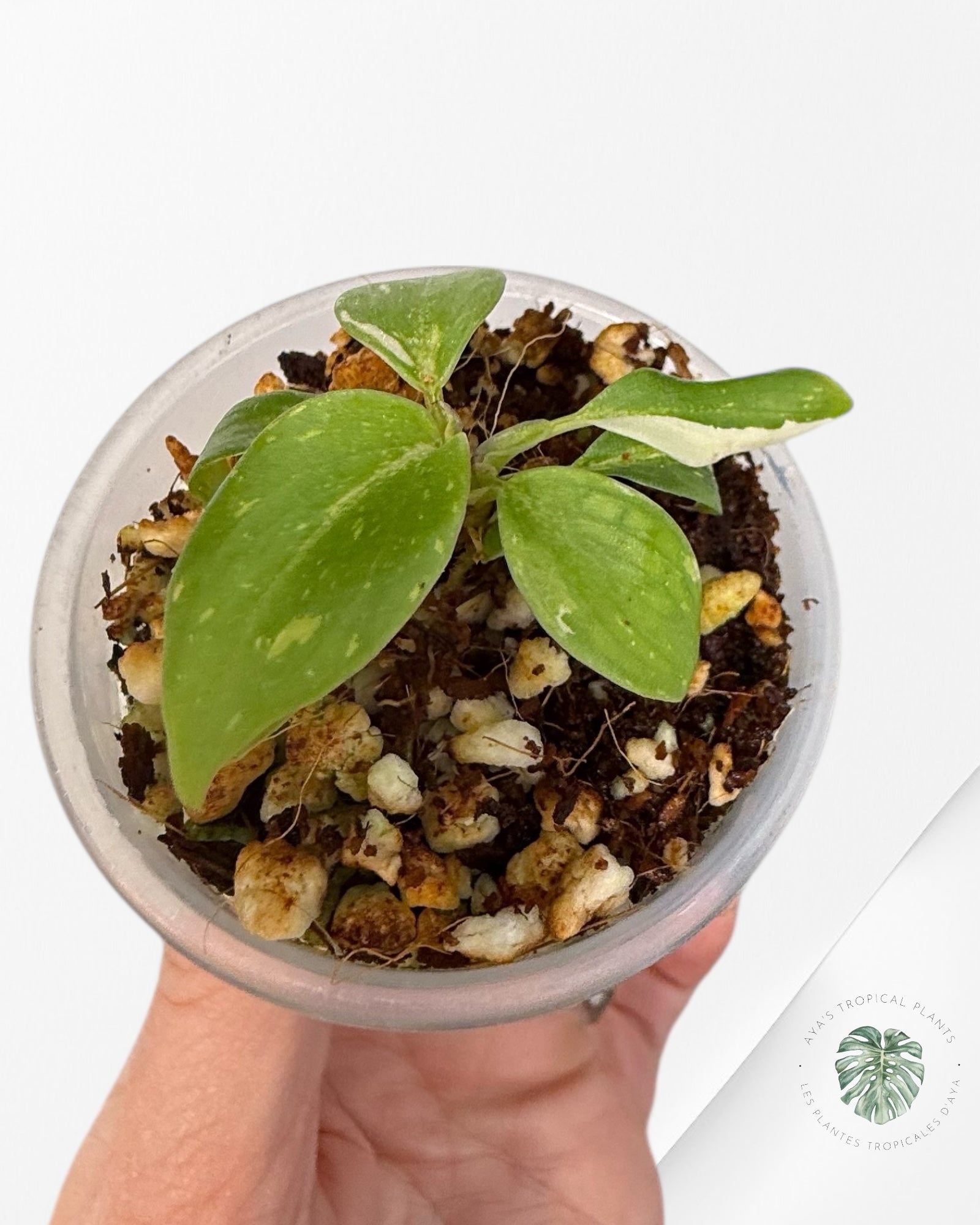 Philodendron Gloriosum Panaché| Plante Tc rare| Les plantes tropicales d'Aya