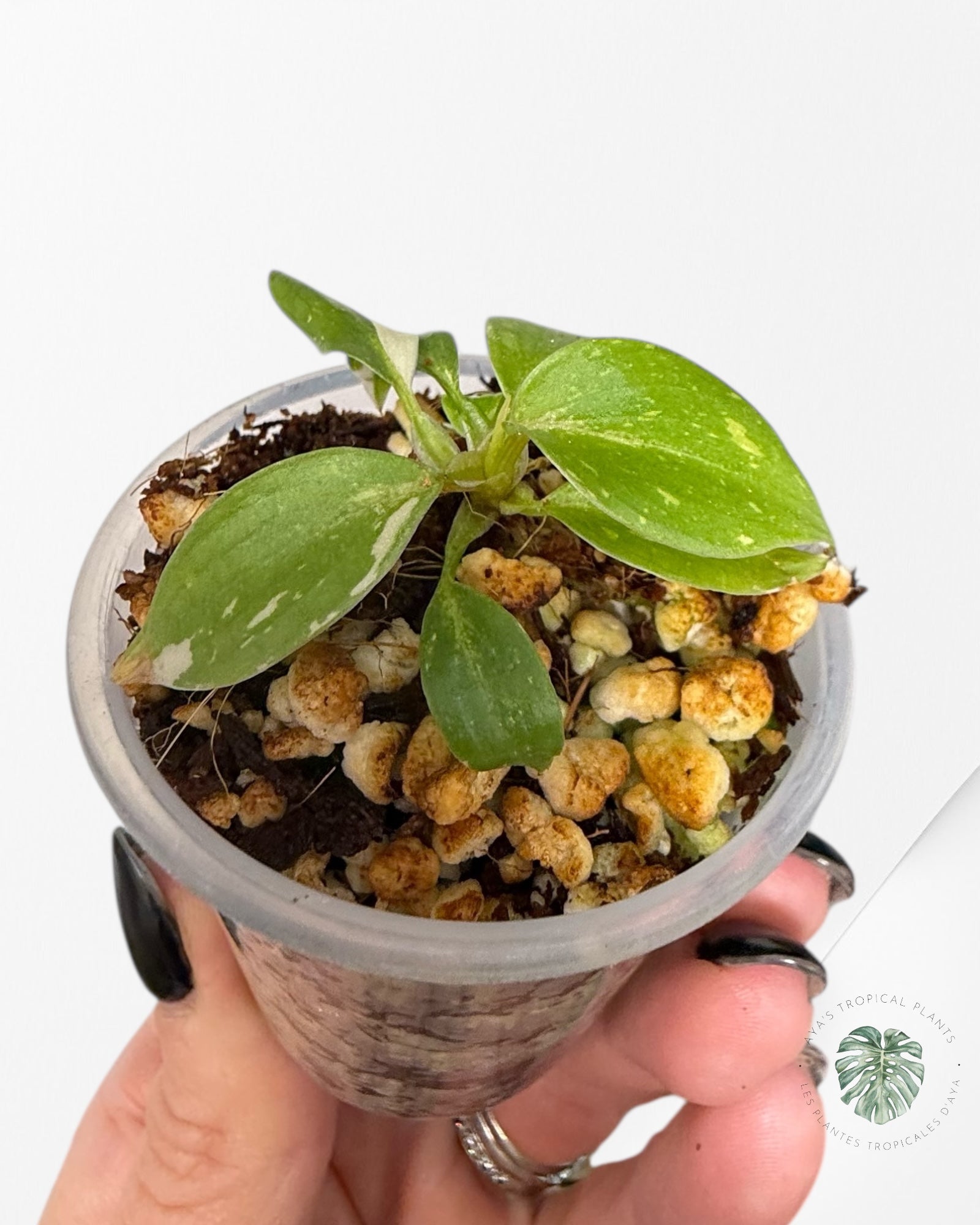 Philodendron Gloriosum Panaché| Plante Tc rare| Les plantes tropicales d'Aya