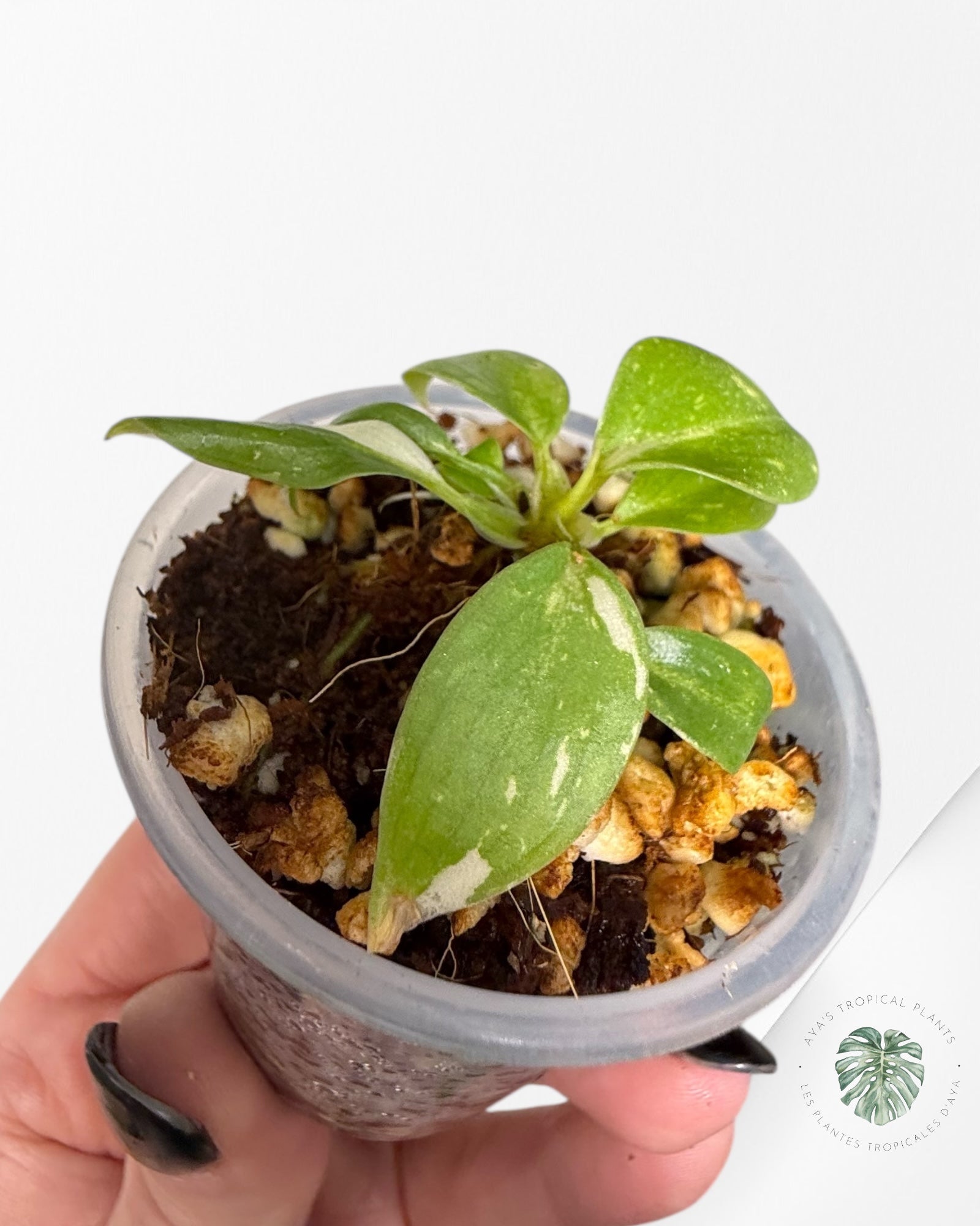 Philodendron Gloriosum Panaché| Plante Tc rare| Les plantes tropicales d'Aya