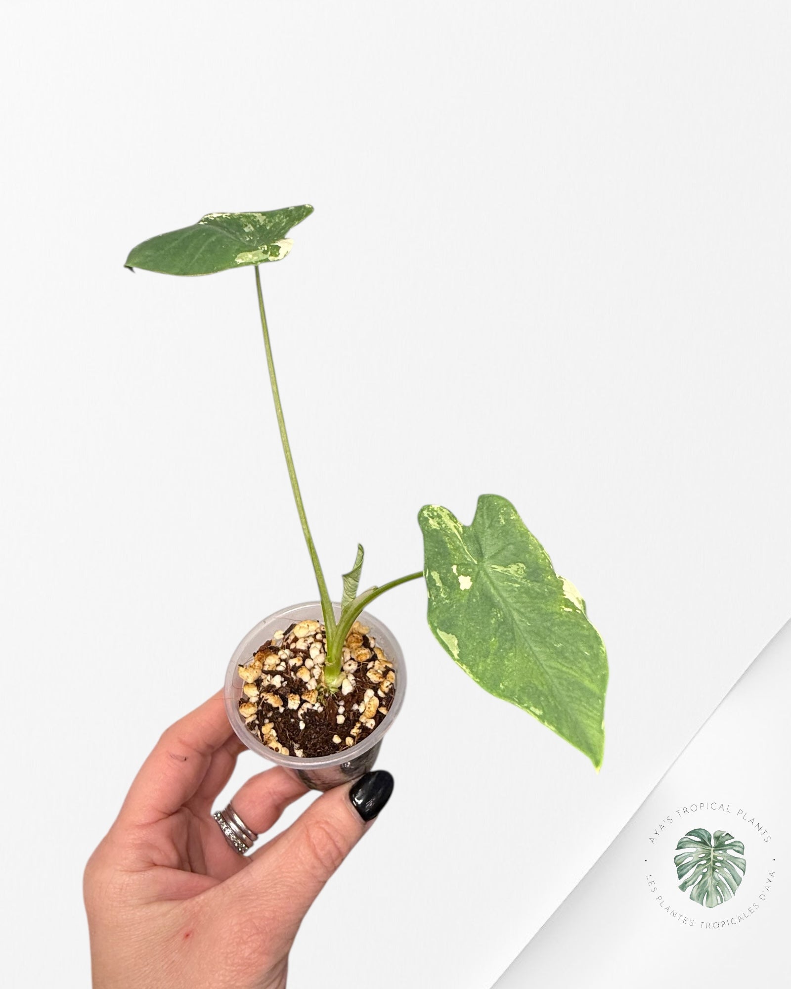 Colocasia white tiger