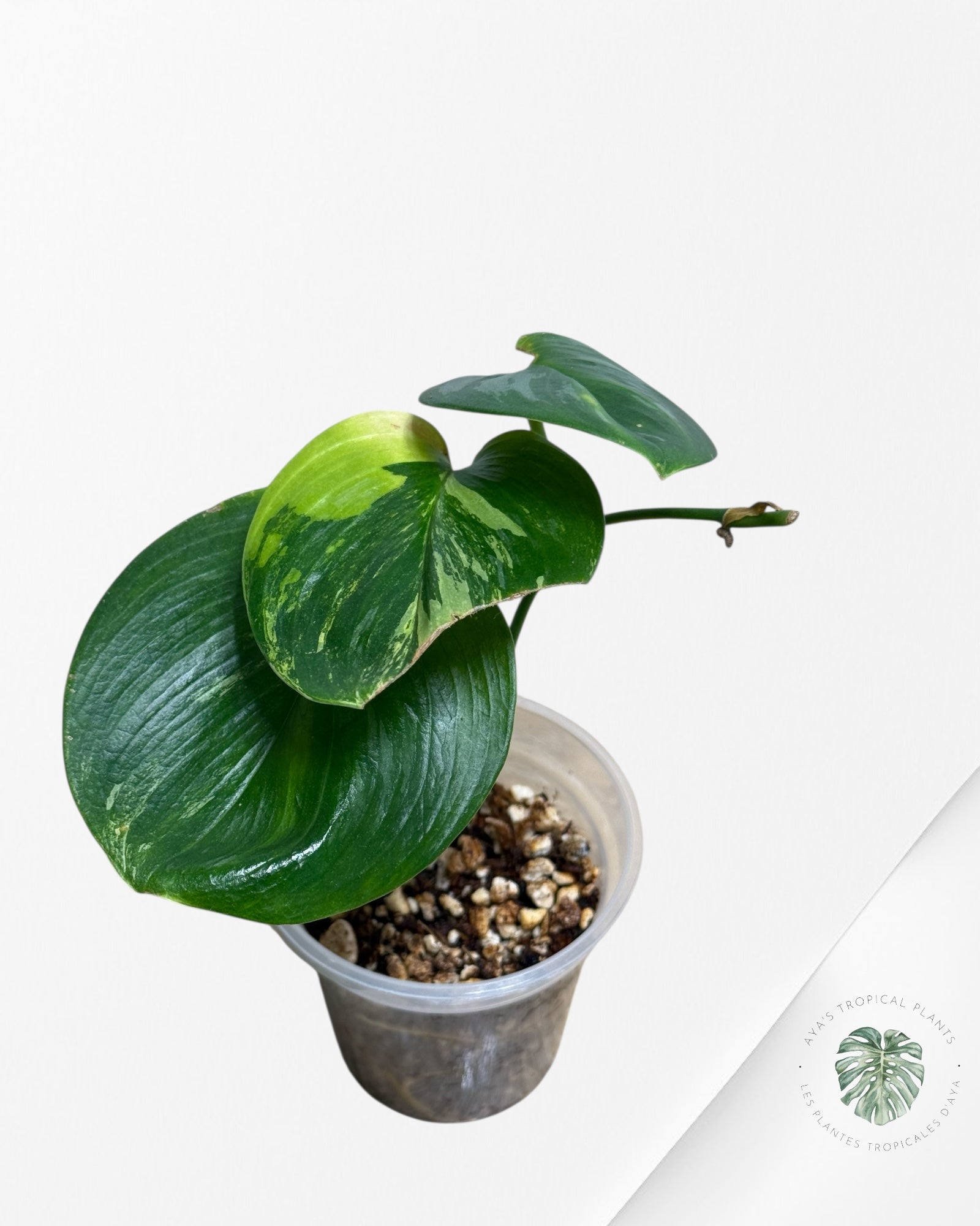Scindapsus Rubicon Green on Green-711
