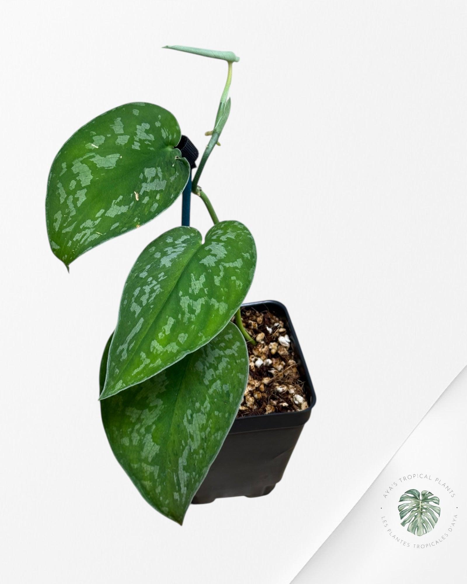Scindapsus Kusuma-715