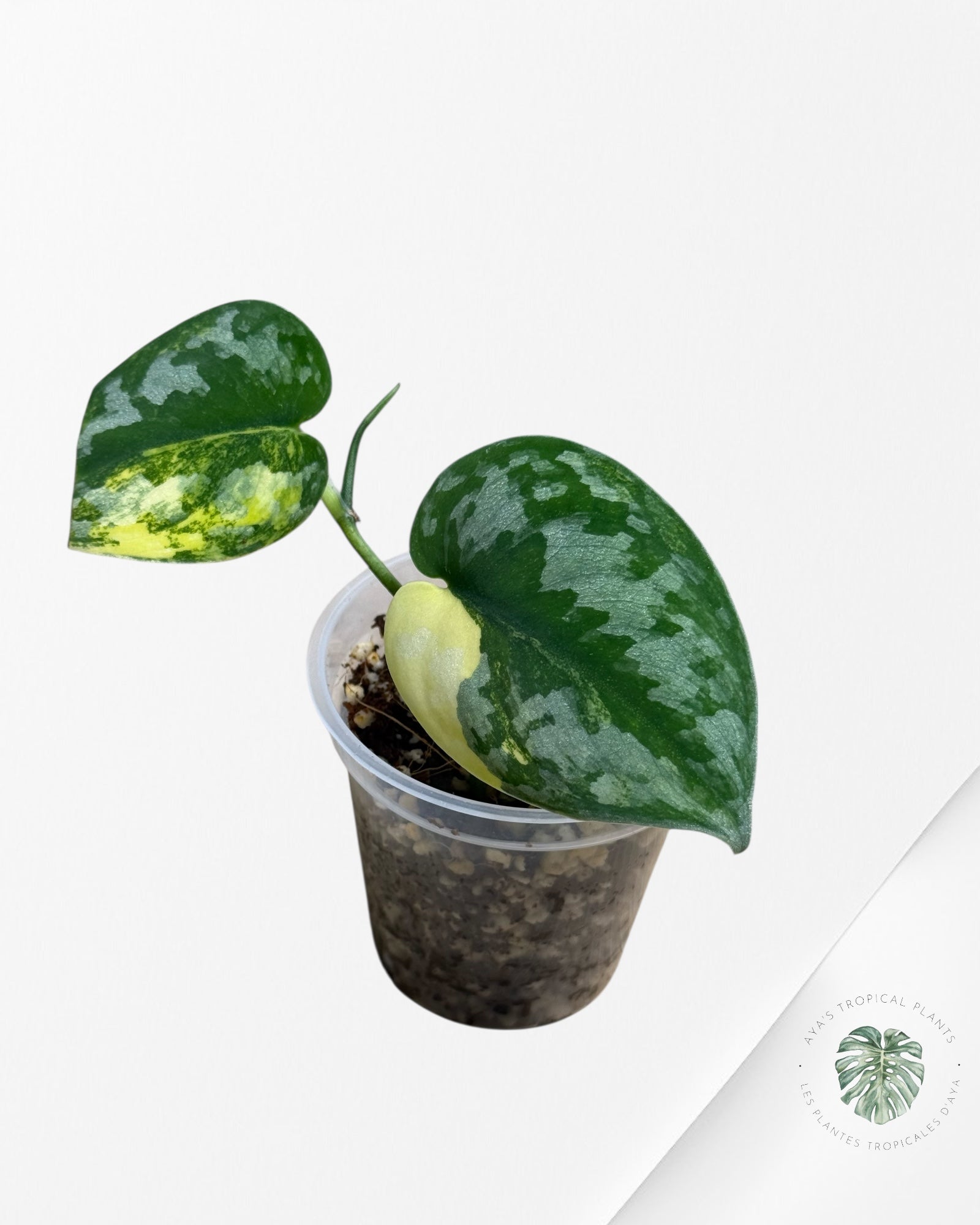 Scindapsus Bakudapati Variegated - 714