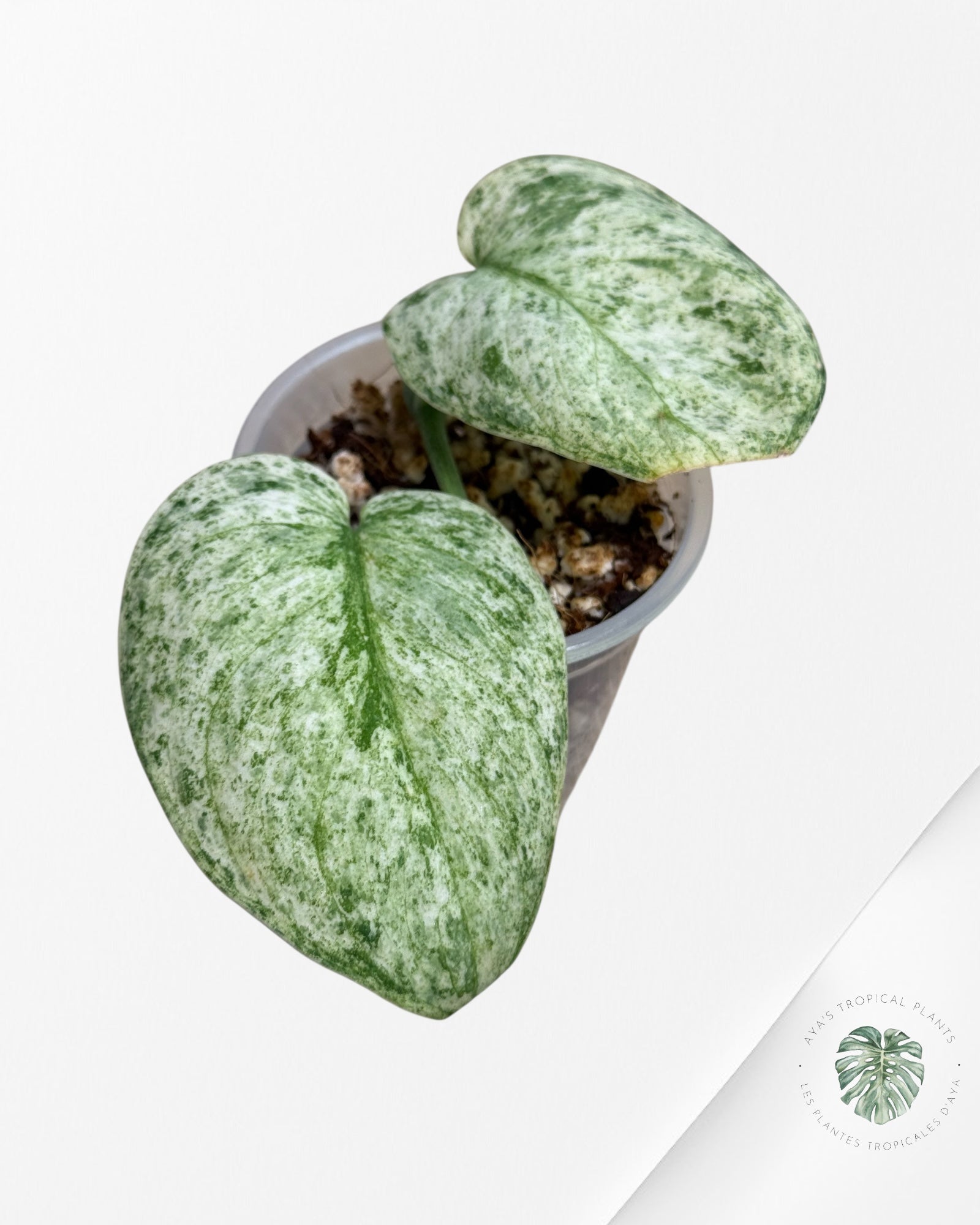 Scindapsus Blue Splash Variegated-730