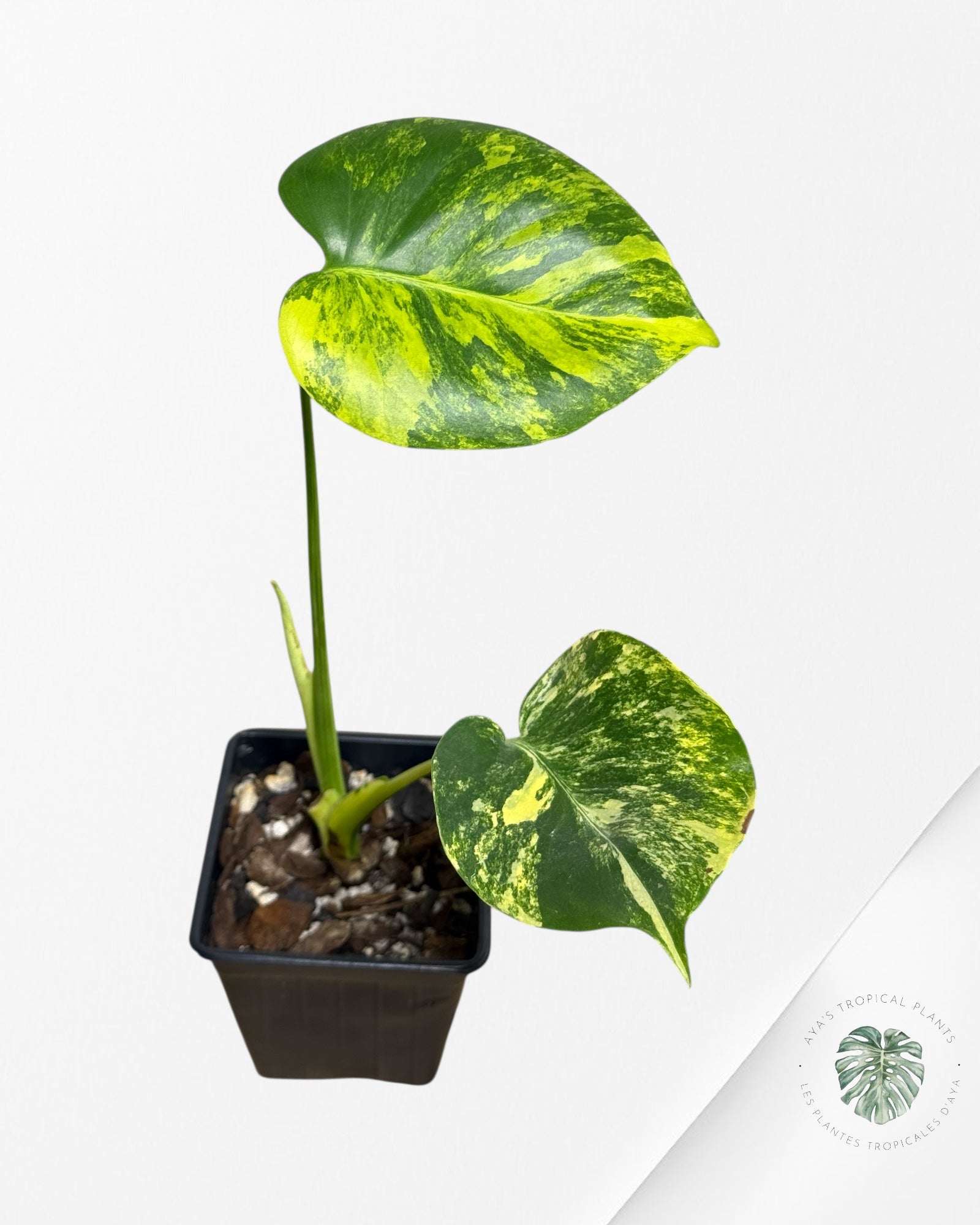 Monstera Deliciosa Yellow 'Marilyn' variegated