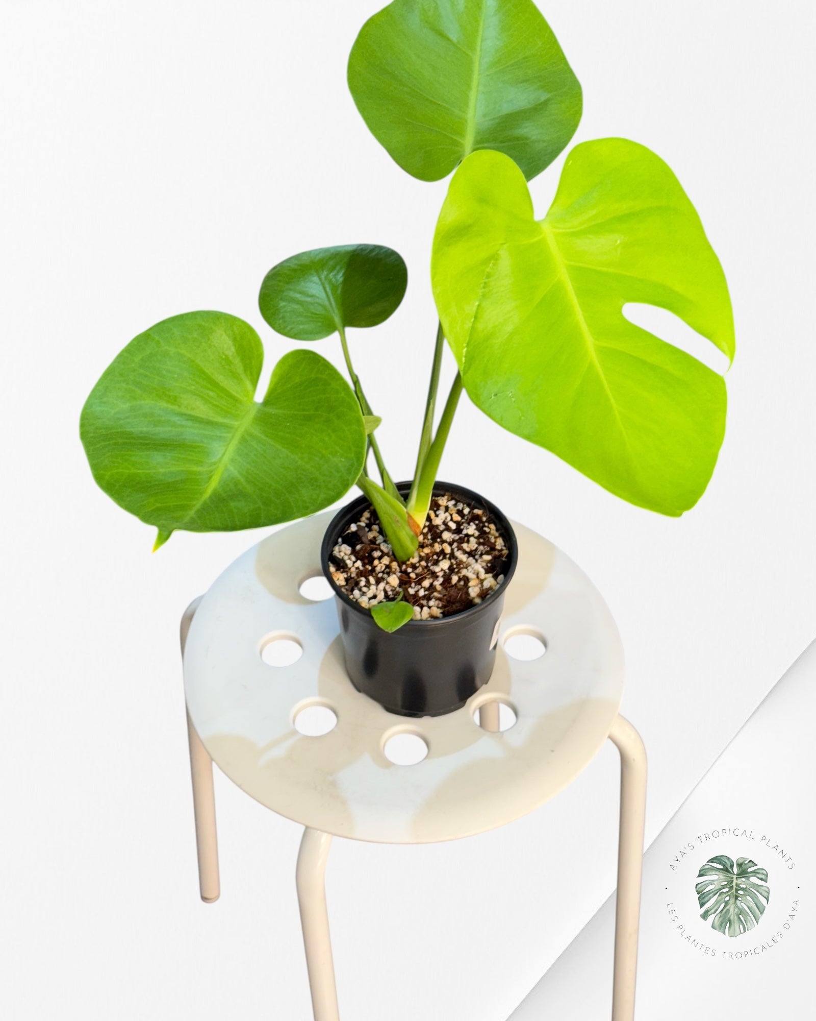 Monstera deliciosa 'Lemon Lime' - F4