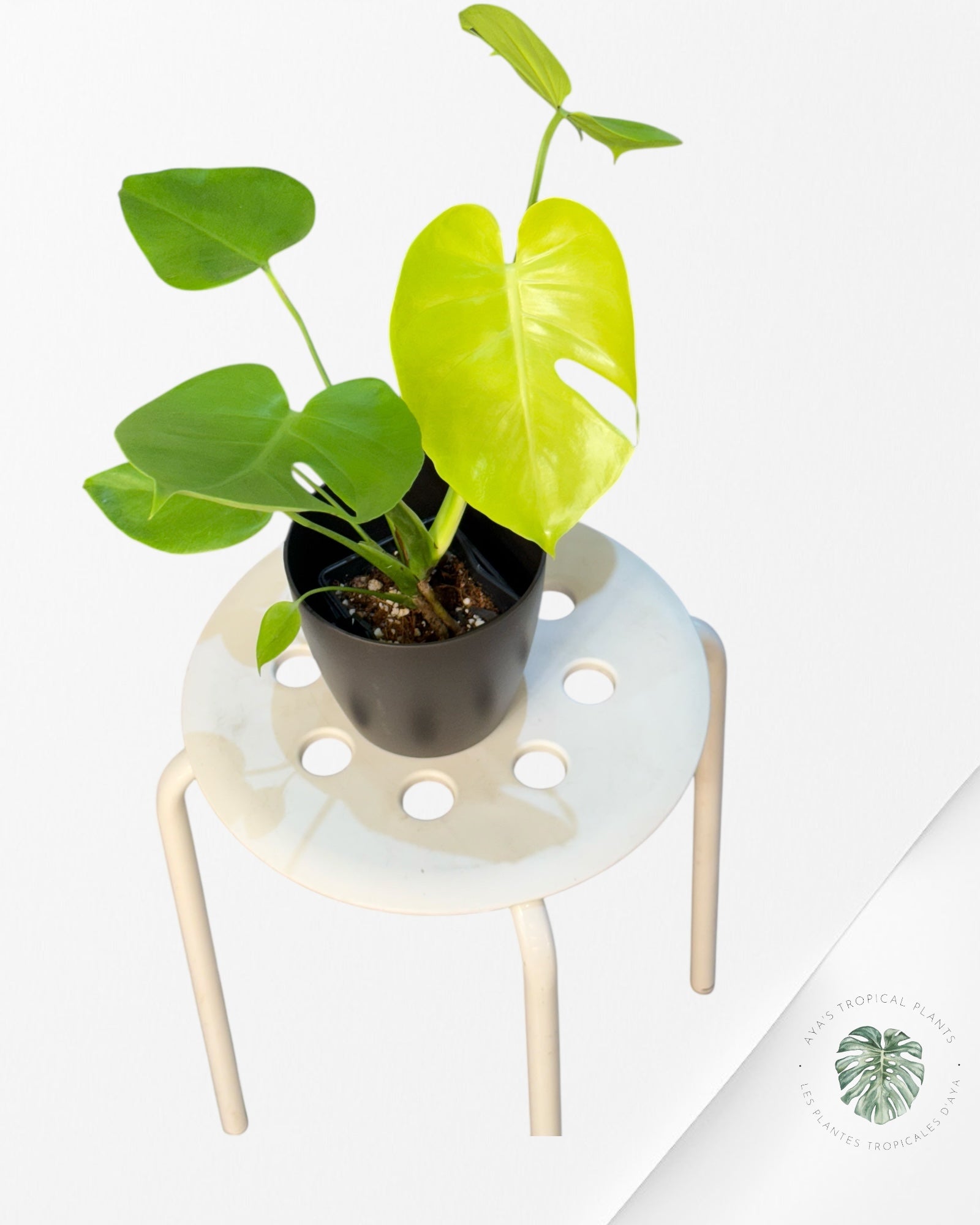 Monstera deliciosa 'Lemon Lime' - 111