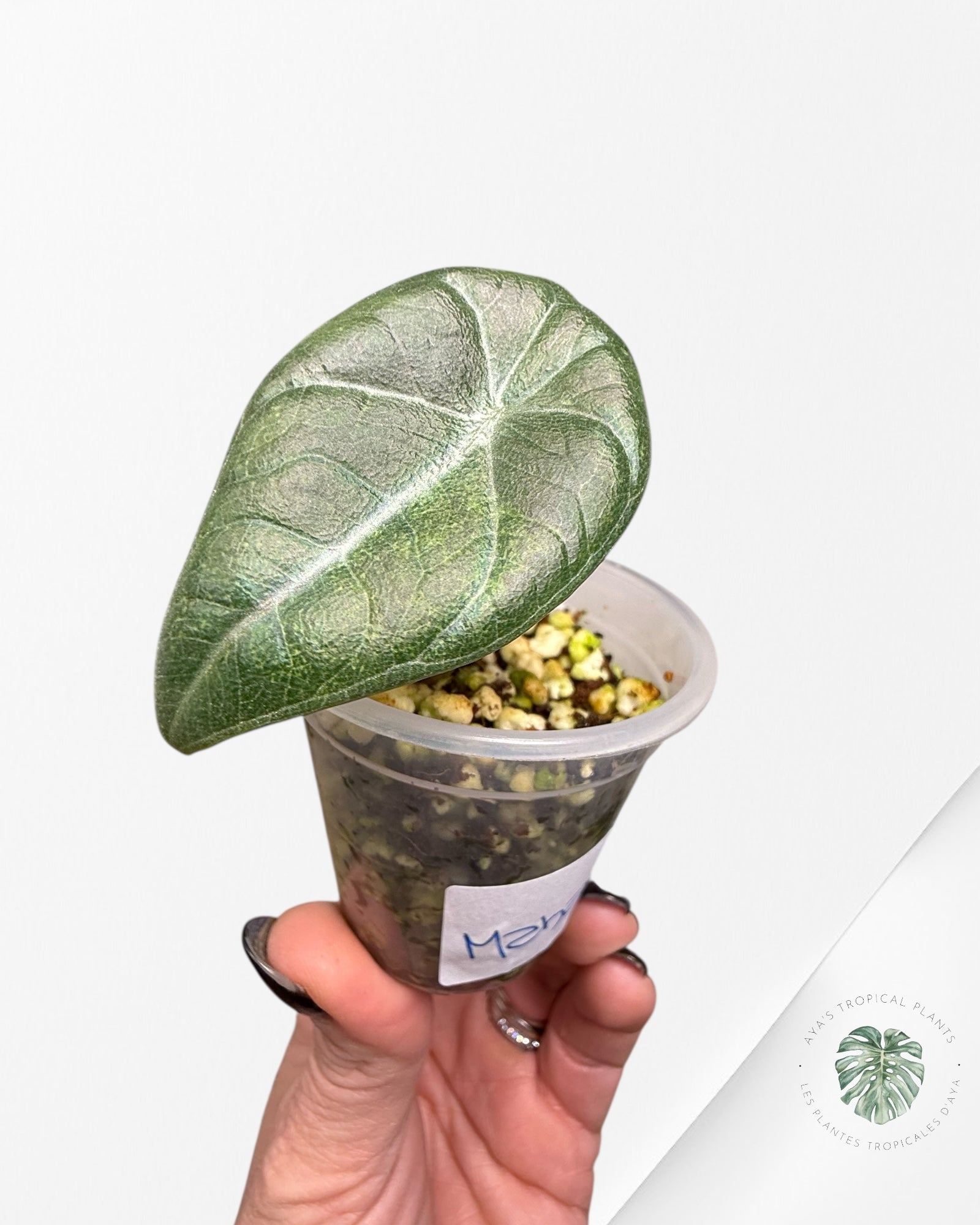 Alocasia Maharani Variegated Aurea | Plante rare cultivée en culture tropicale | Plantes tropicales d'Aya