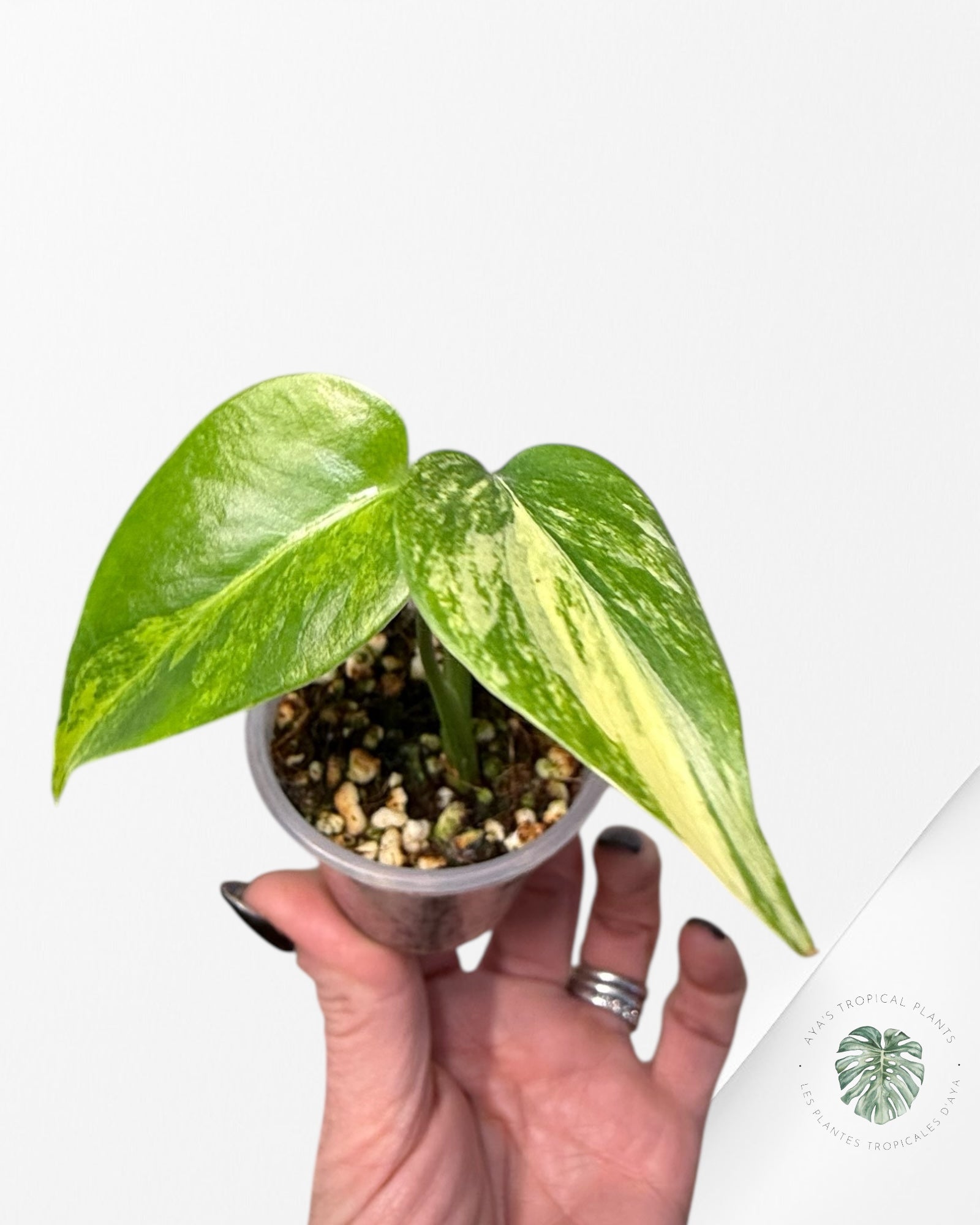 Monstera Aurea | Plante rare cultivée en culture tropicale | Plantes tropicales d'Aya