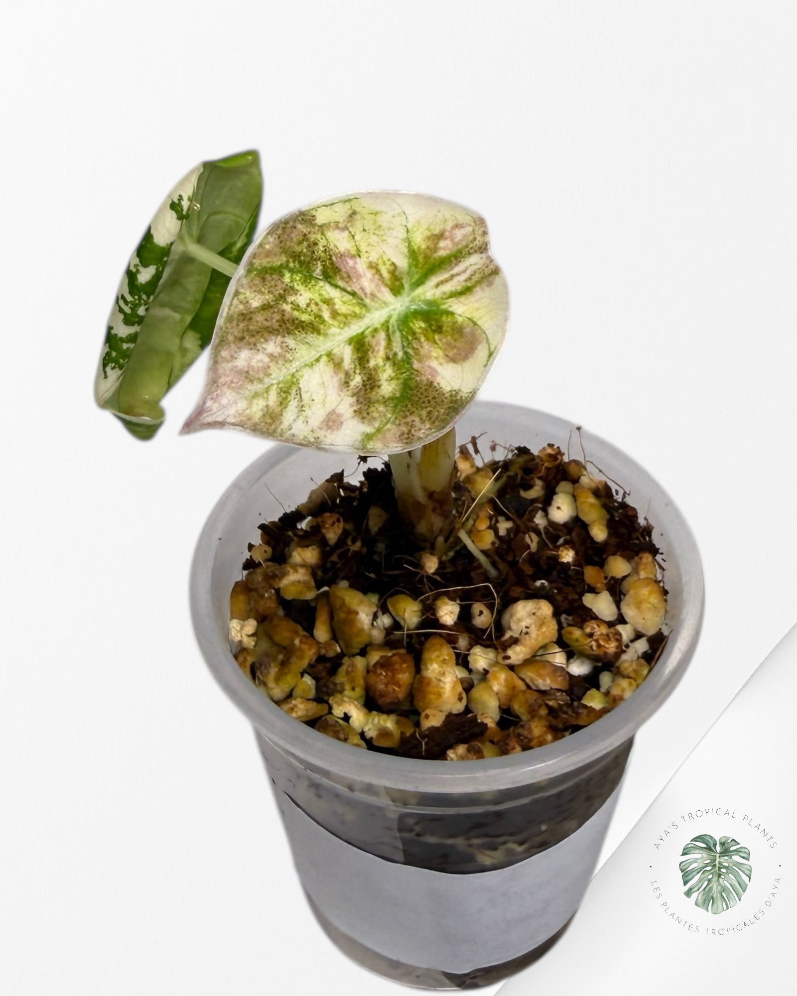 Alocasia Black Velvet Pink Variegated | Rare TC Plant| Aya's Tropical Plants