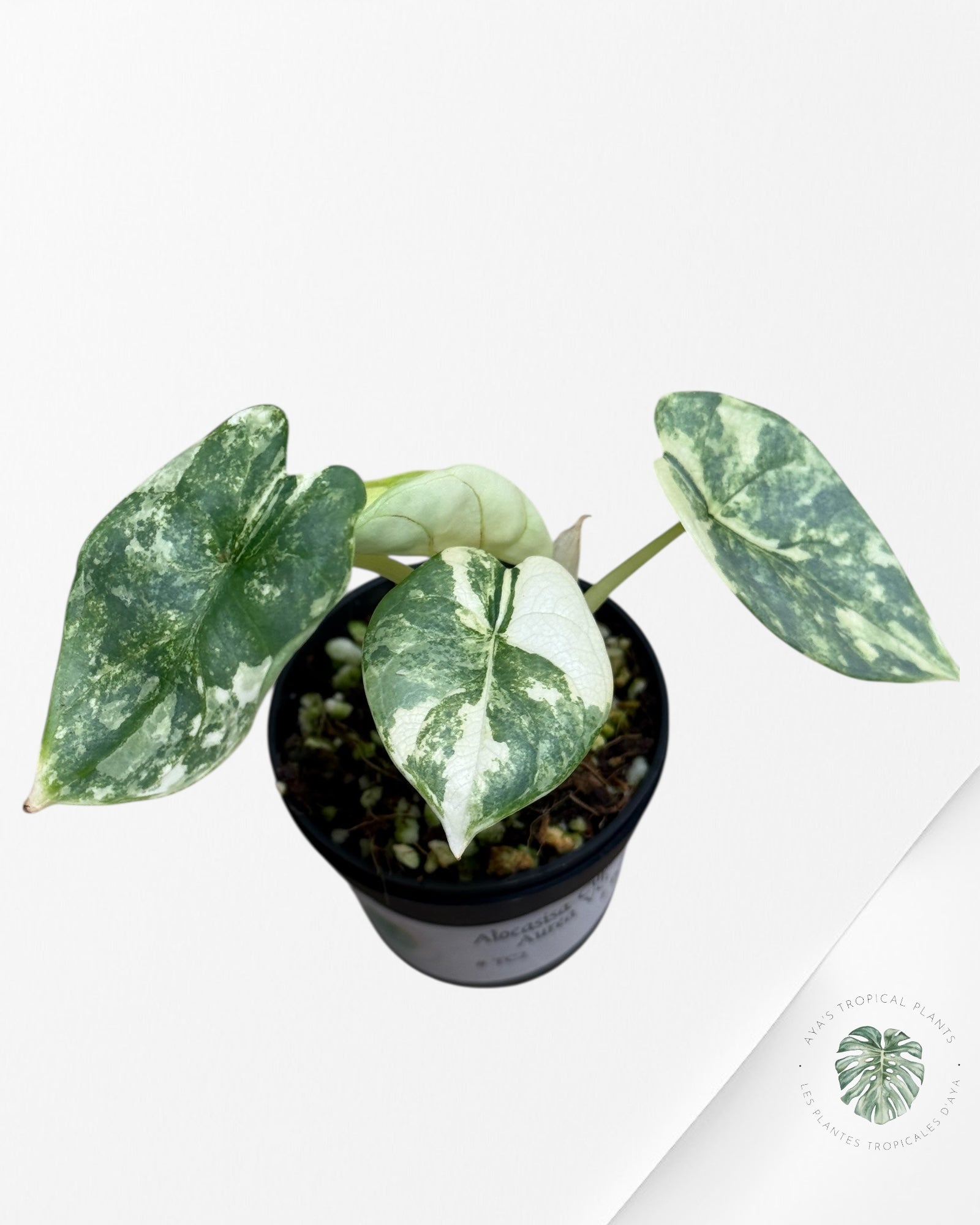 Alocasia Silver Dragon Variegated Aurea -LL22