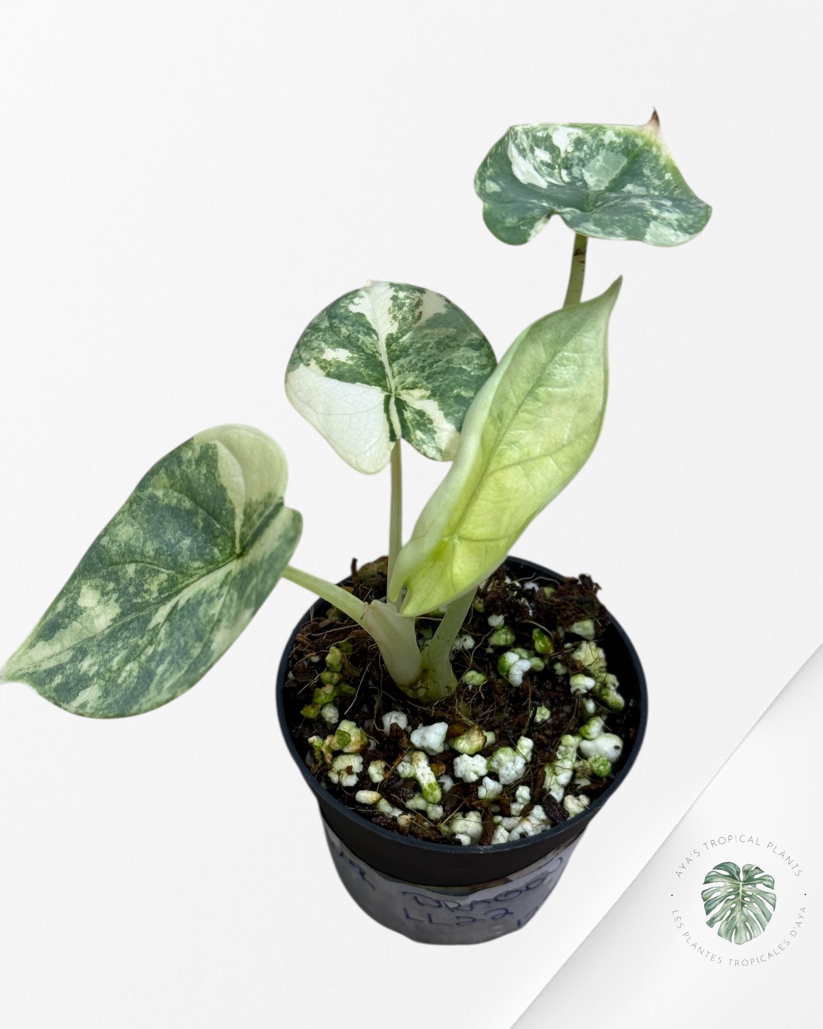 Alocasia Silver Dragon Variegated Aurea -LL22