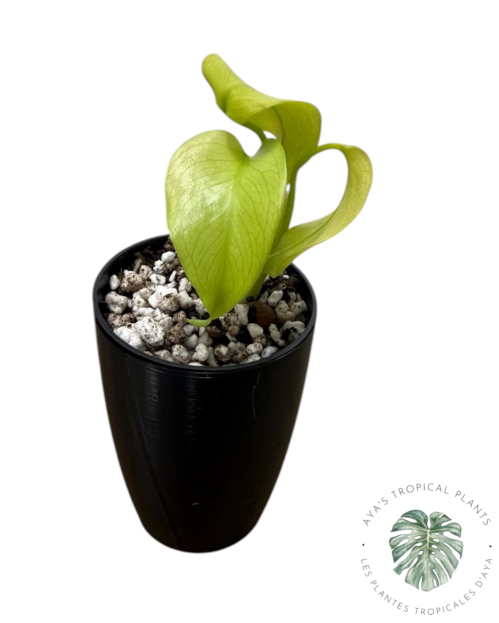 Monstera 'Lemon Lime'
