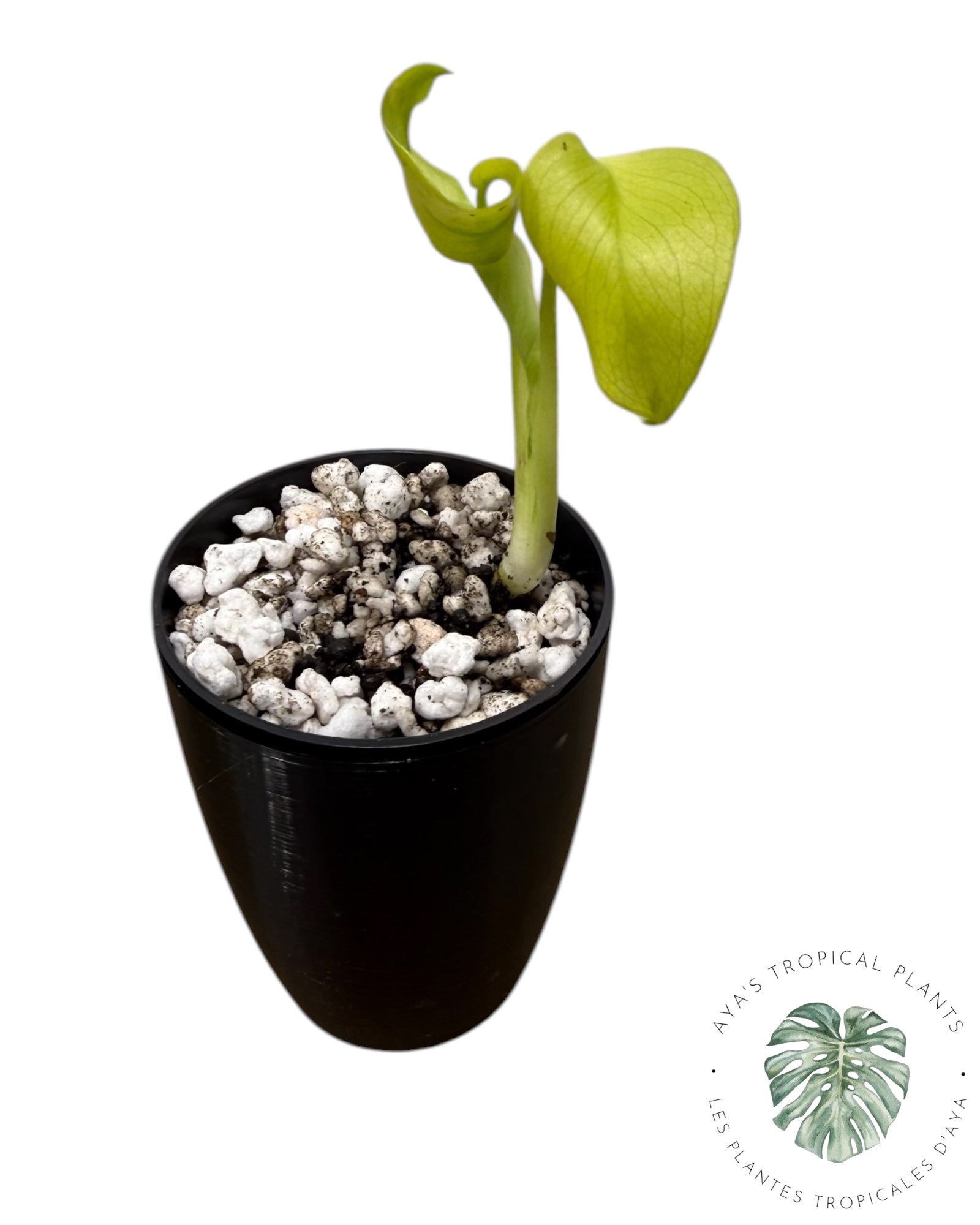 Monstera ‘Lemon Lime’