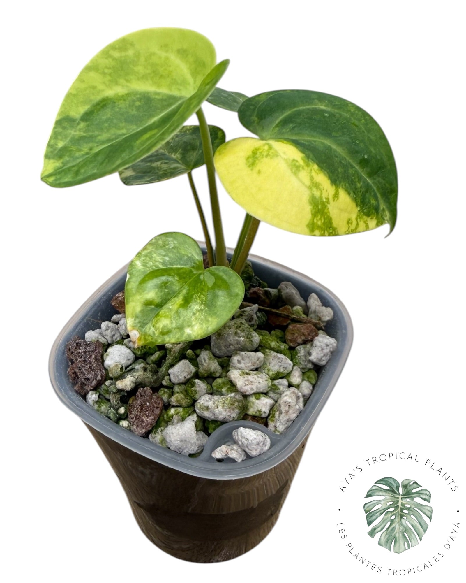 Anthurium Clarinervium Aurea panaché