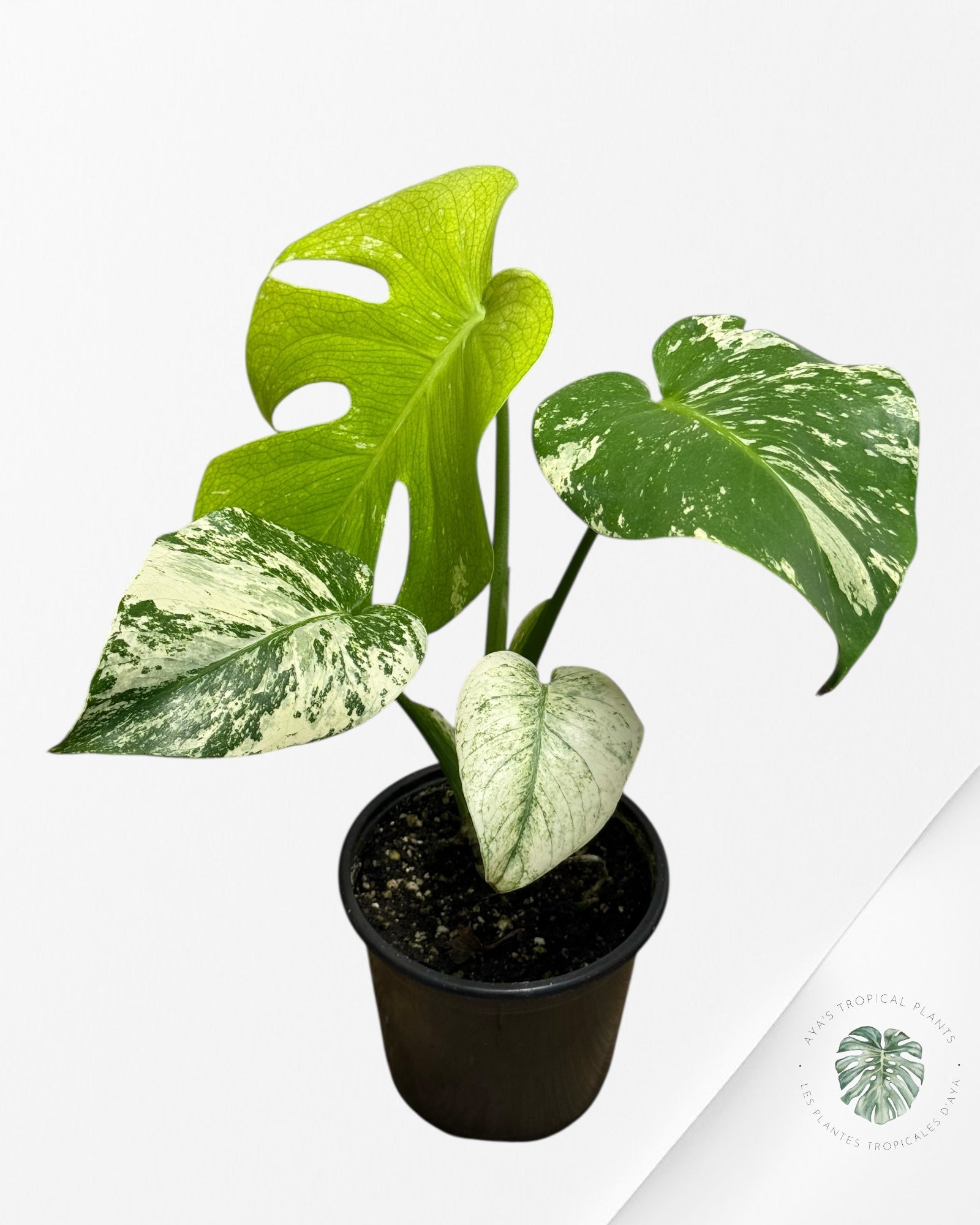 Monstera Mint - 83