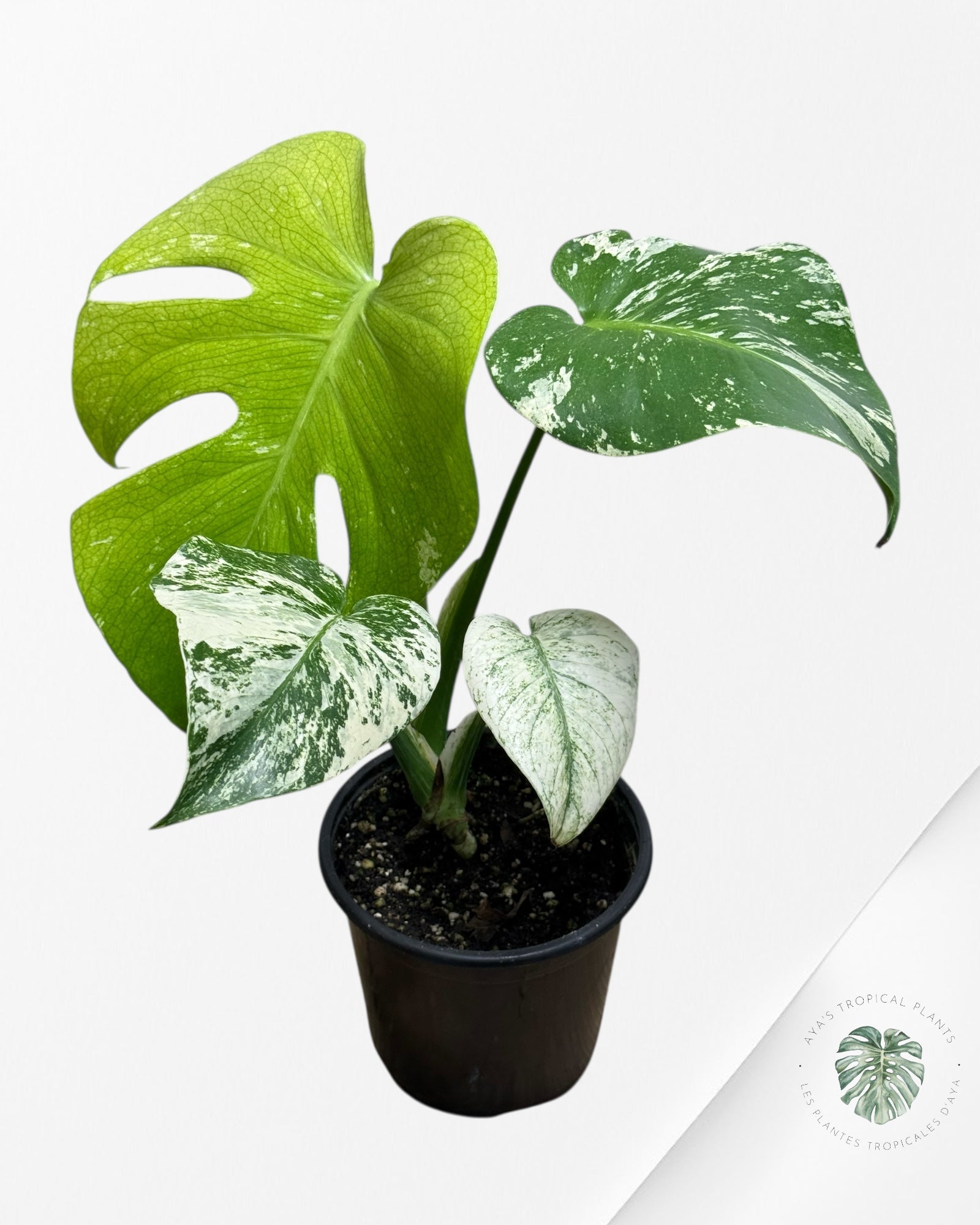 Monstera Mint - 83