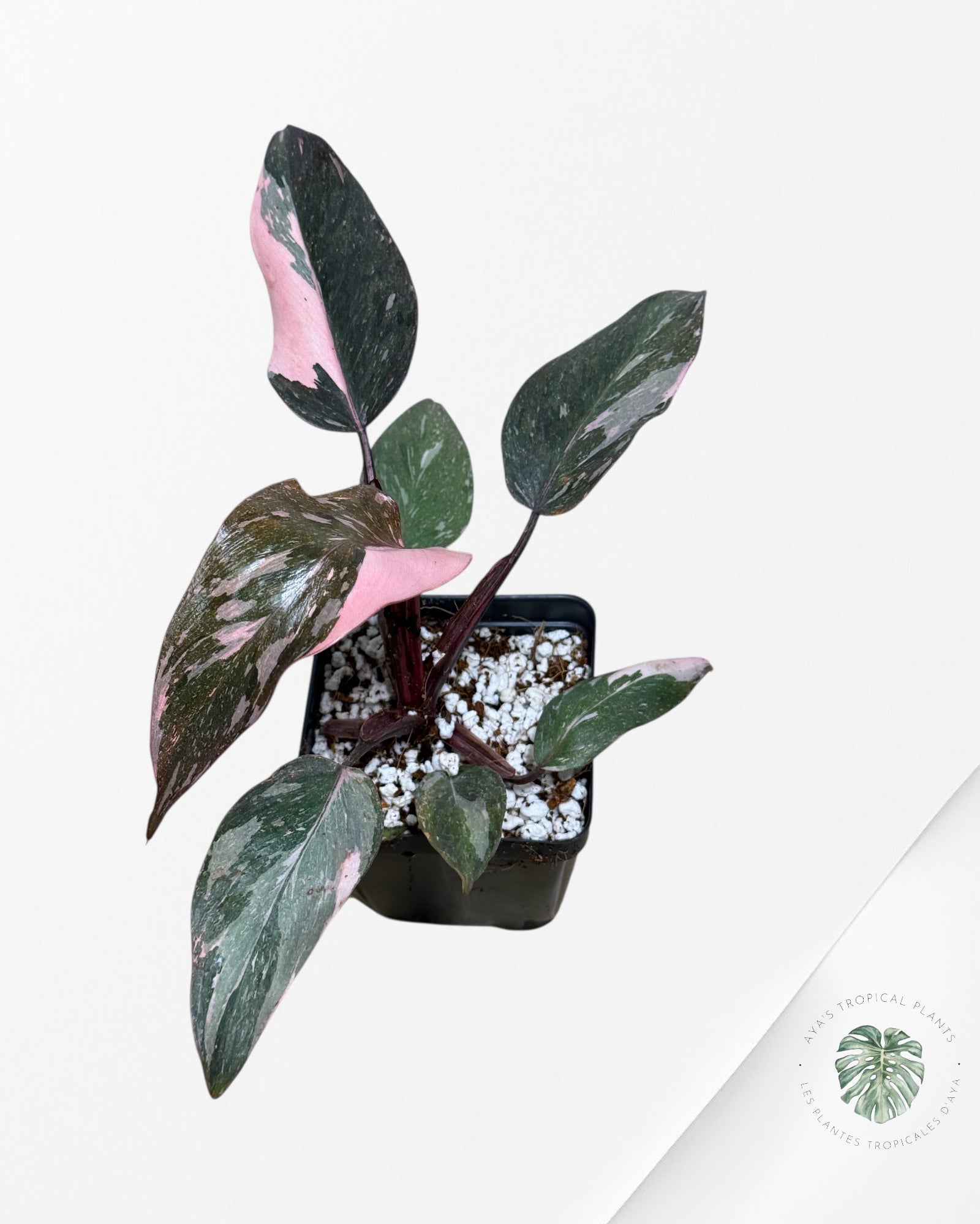 Philodendron Pink Princess Galaxy -85